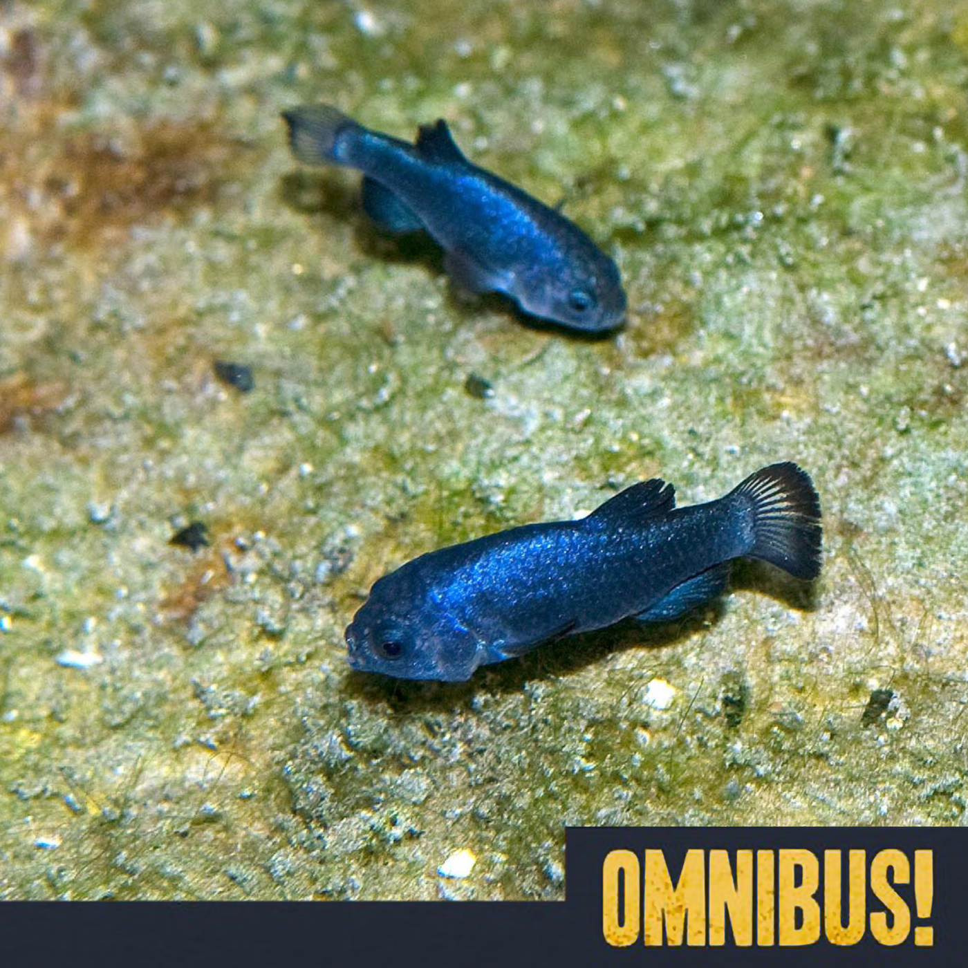 The Devils Hole Pupfish (Entry 342.PS10529)