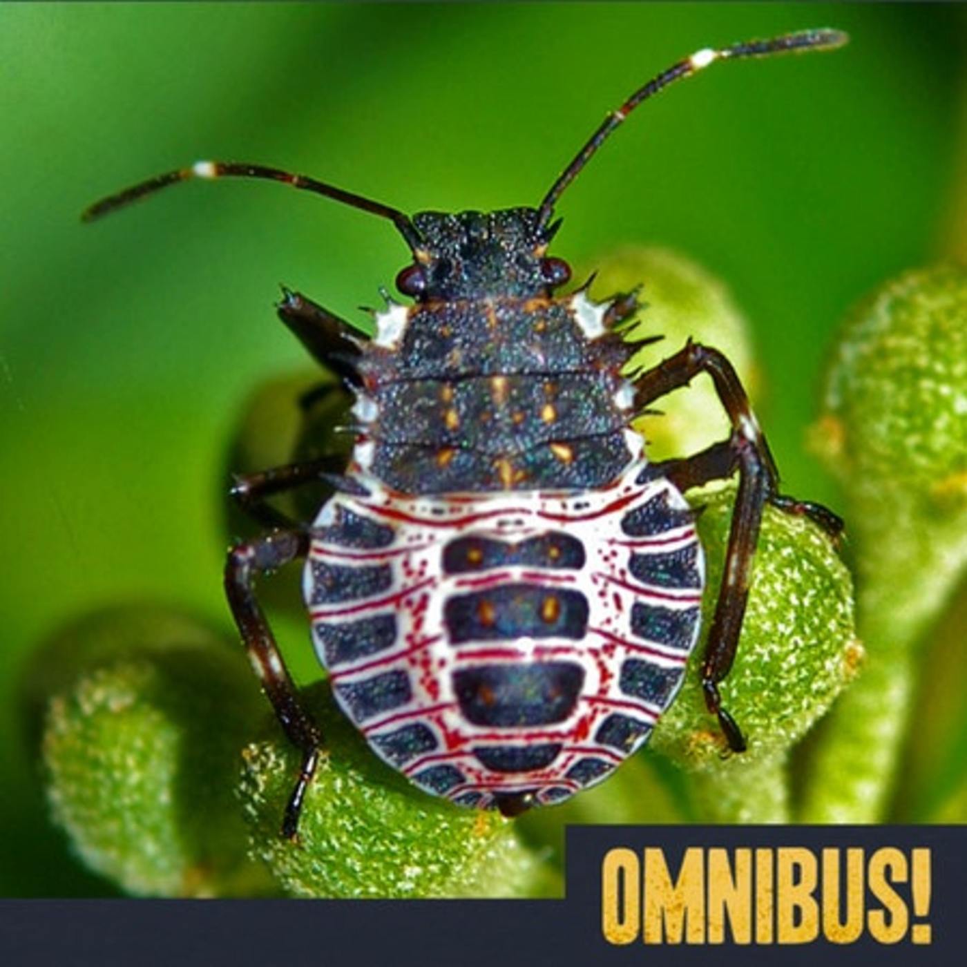 Marmorated Stink Bugs (Entry 761.LV1120) 
