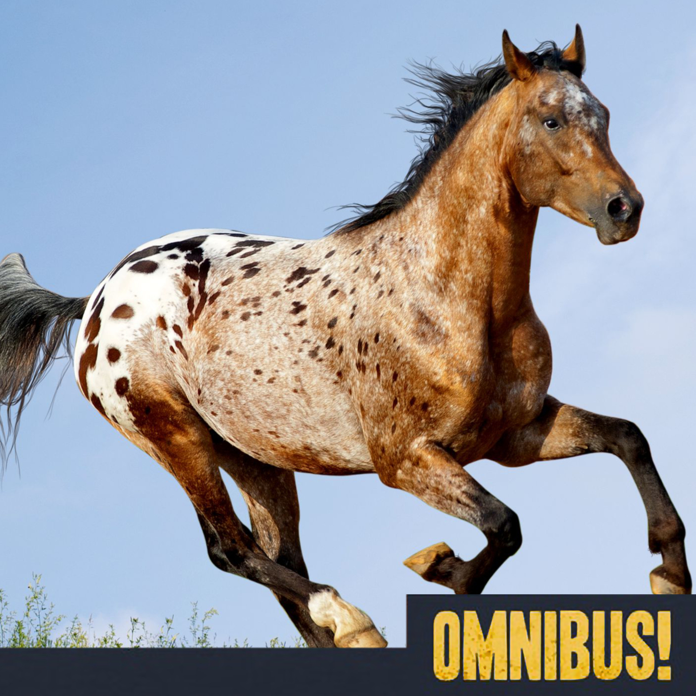 The Appaloosa (Entry 059.ZC0603)
