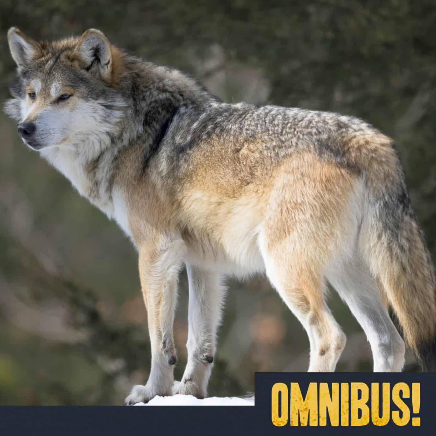 Custer the Wolf (Entry 308.JN1012)