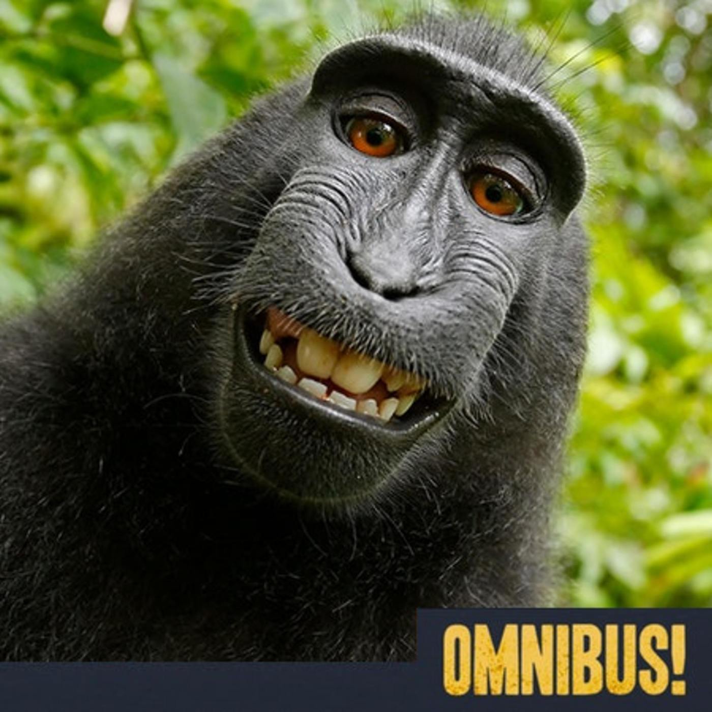 The Monkey Selfie (Entry 803.MT2220)
