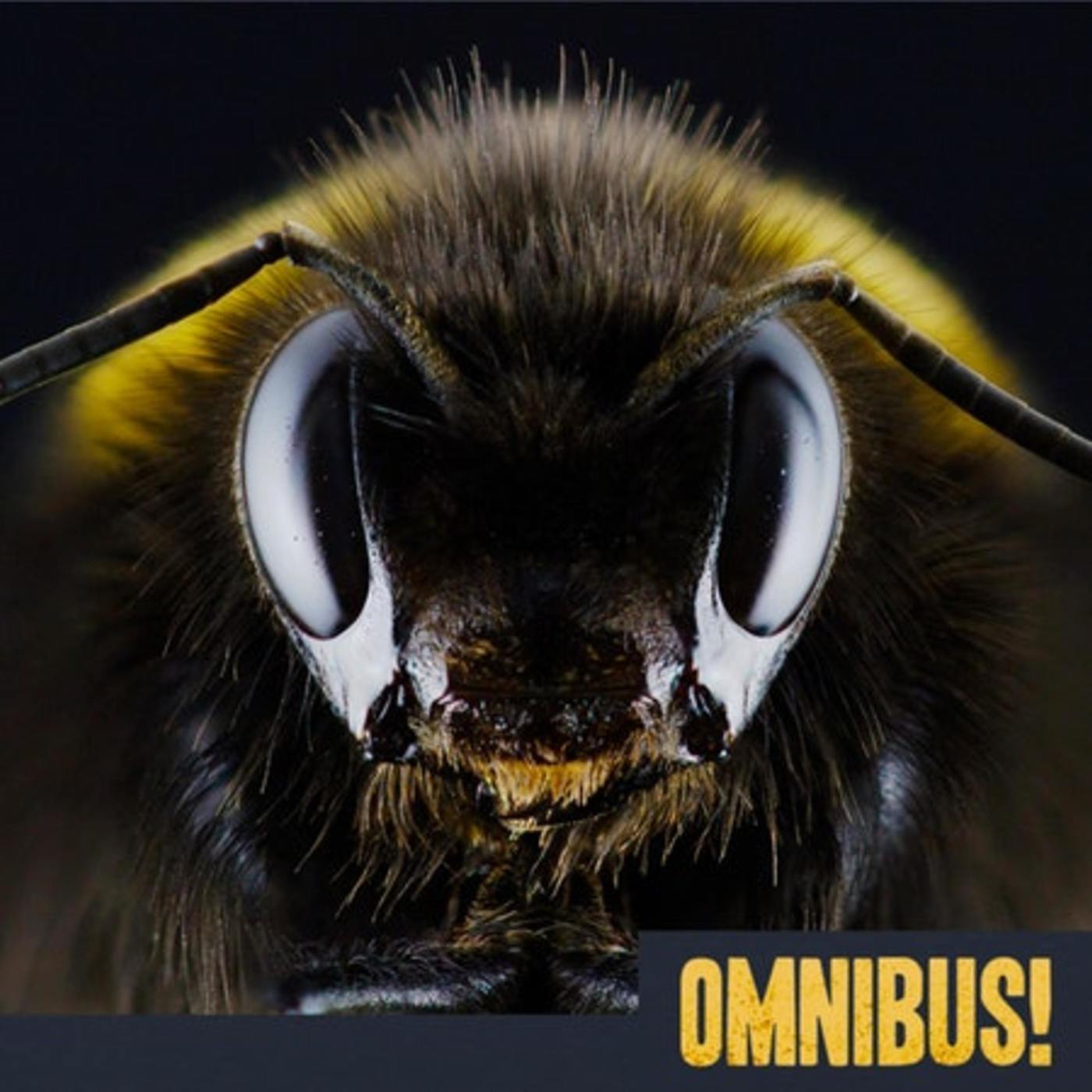 Telling the Bees (Entry 1285.PR2413)
