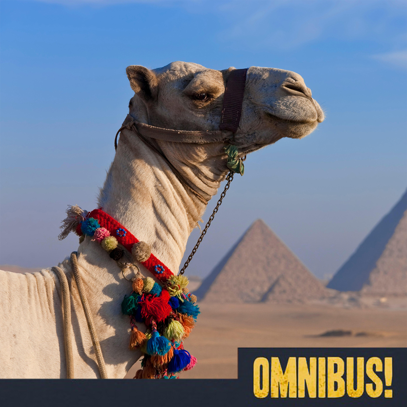 Camel Beauty Pageants (Entry 177.MT2324)