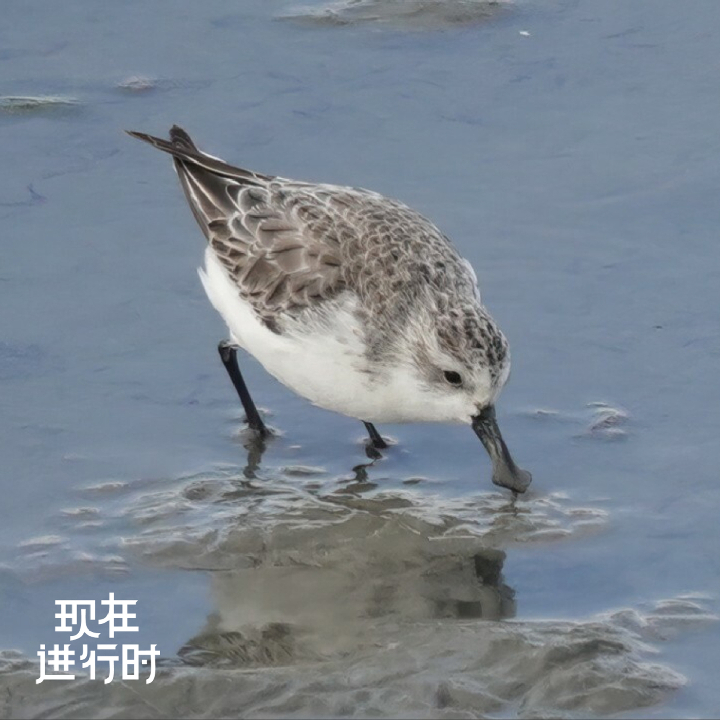 Vol.102 观鸟的人，到底在看什么？