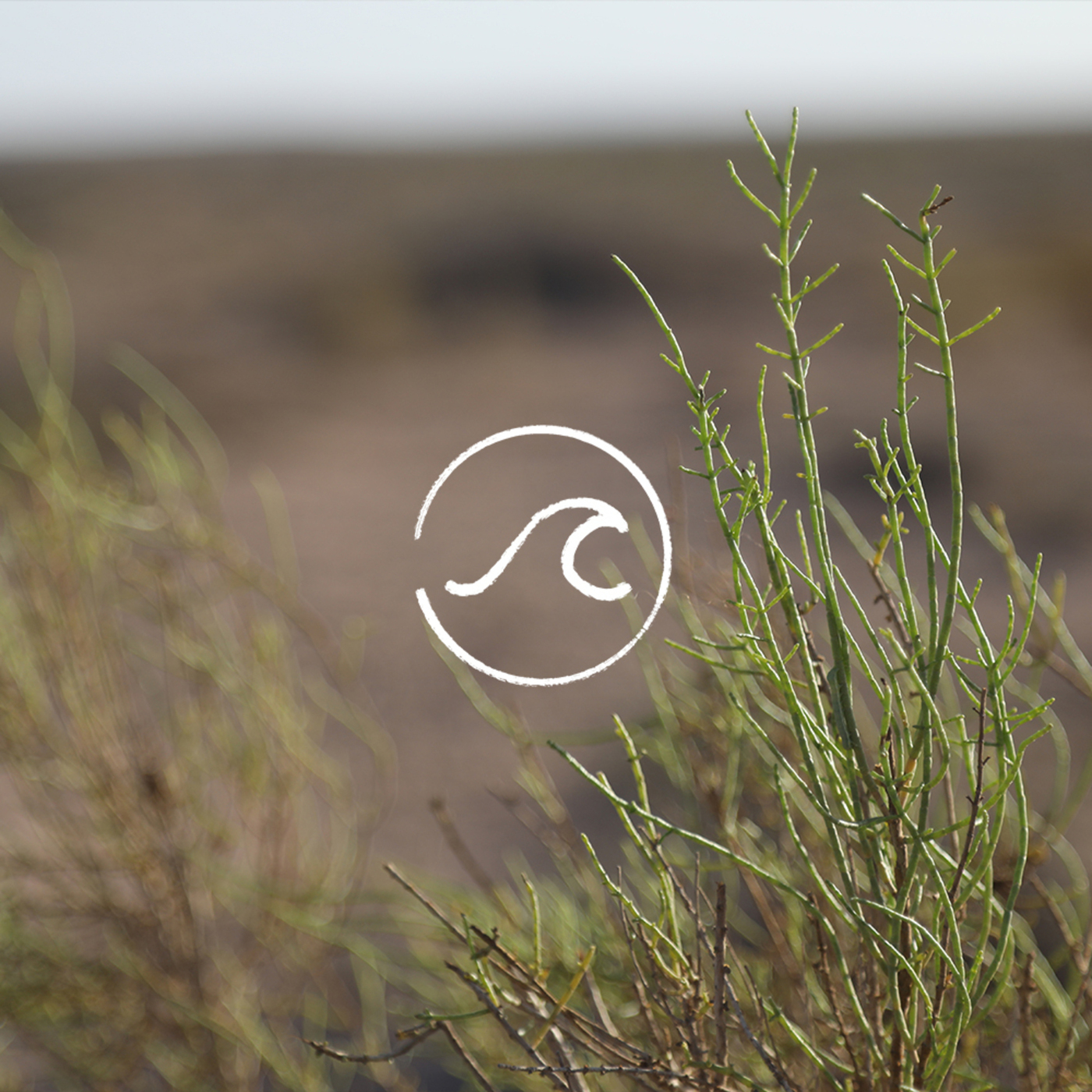 随机波动StochasticVolatility: 【随机信箱·地球日】我在世界上有棵树