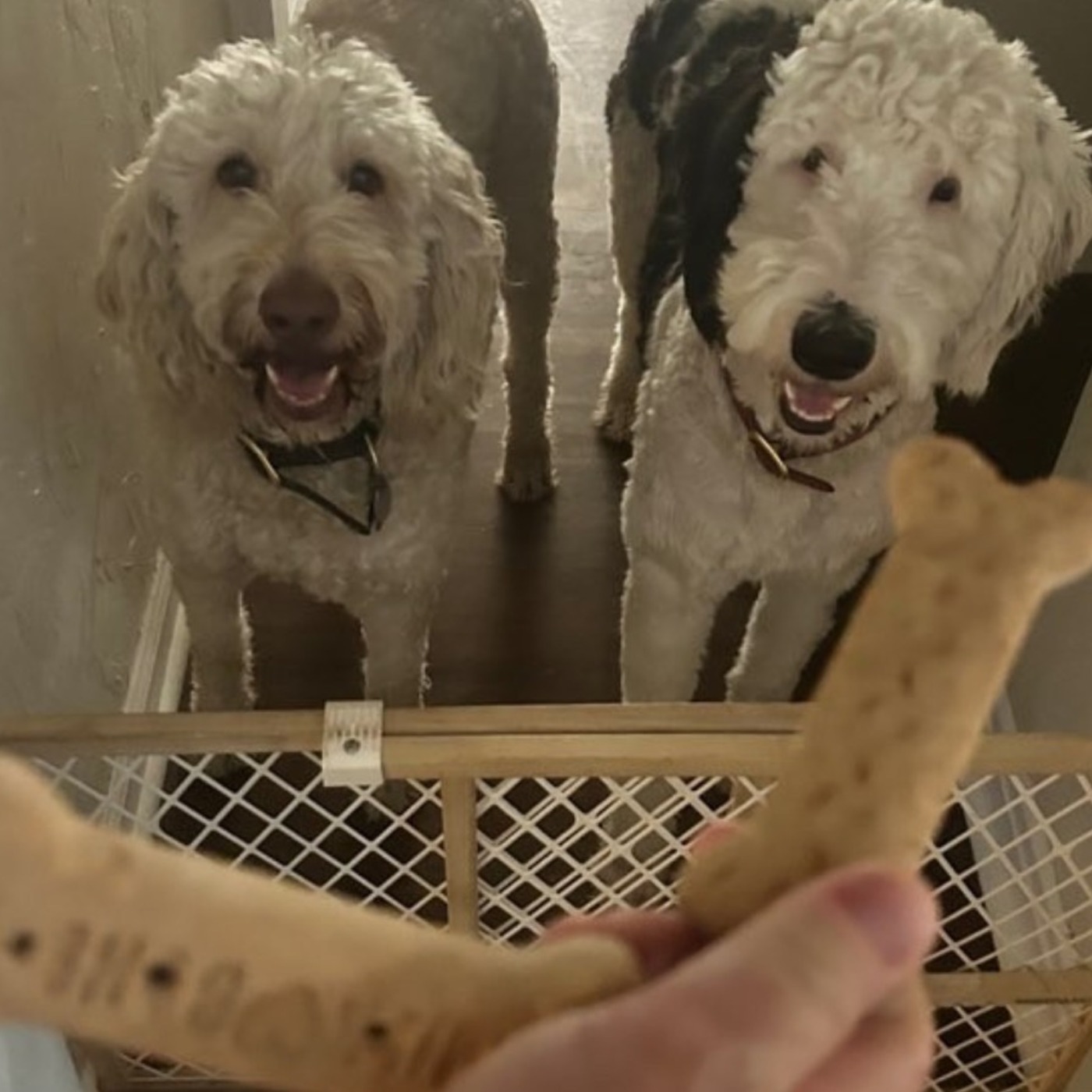 Luxury on Four Paws: Designer-Inspired Style for Dogs 1: Luxury on Four Paws: Designer-Inspired Style for Dogs