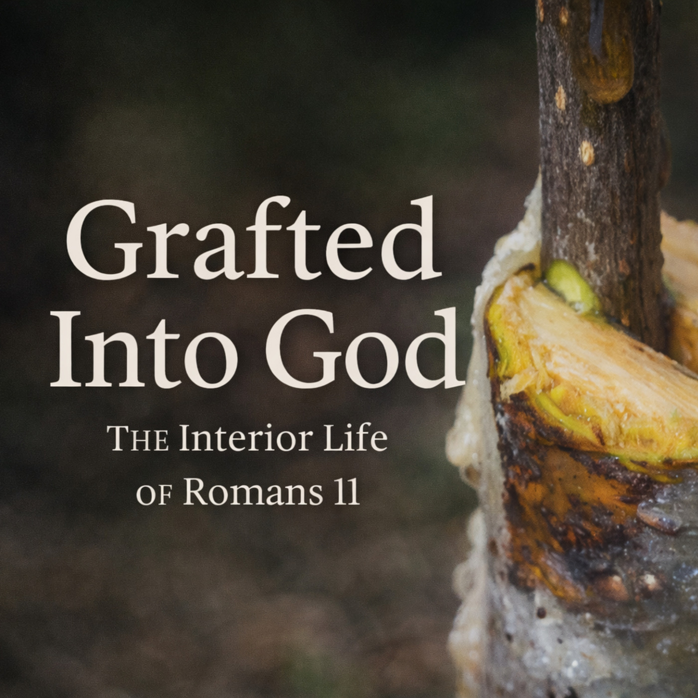 Draw Near: Grafted Into God: The Interior Life of Romans 11
