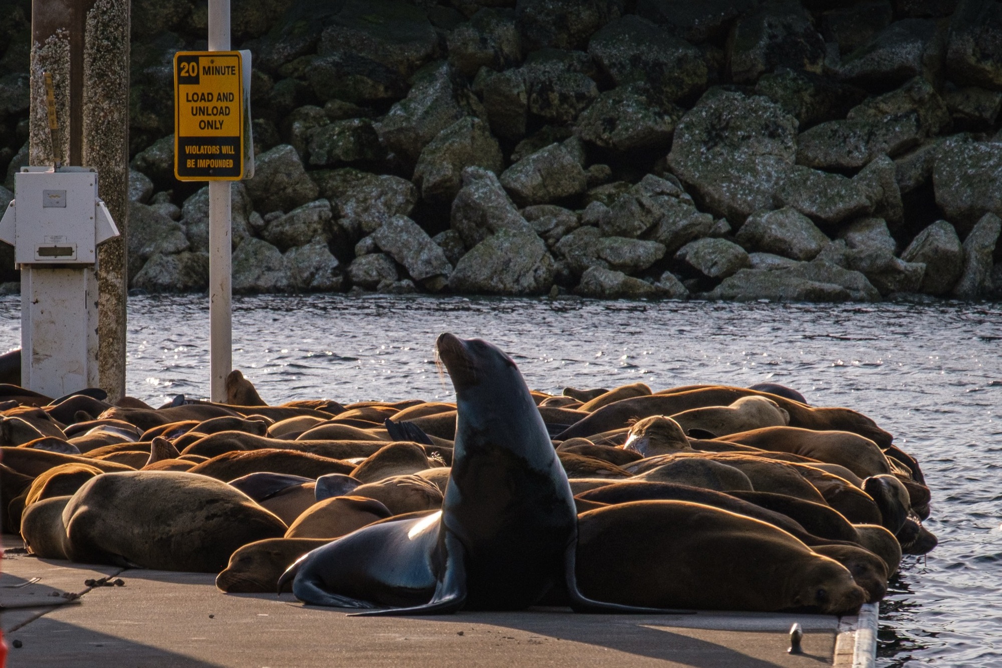 pa214-sea-lions