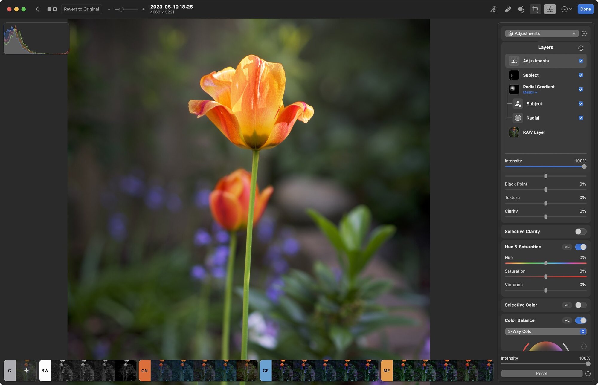 Using layers in Photomator to enhance the backlighting of the tulips. /Photo by Jeff Carlson
