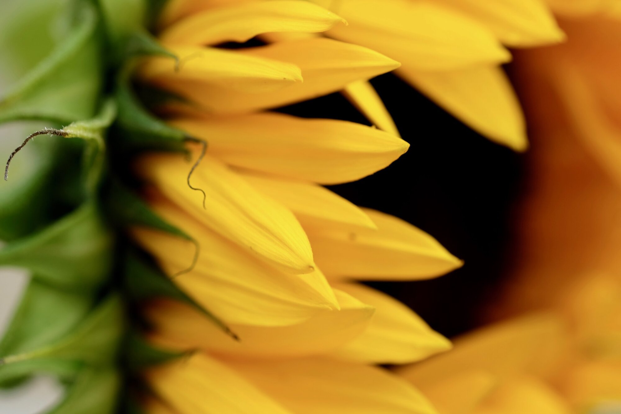 Kirk's sunflower photo captured using the SHOOT shutter release.