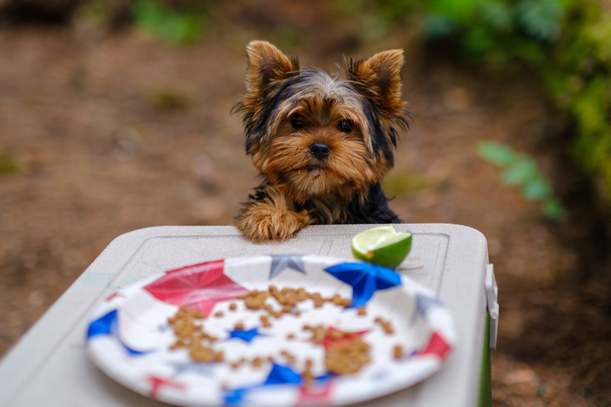 Camping Dog, photo by Jeff Carlson