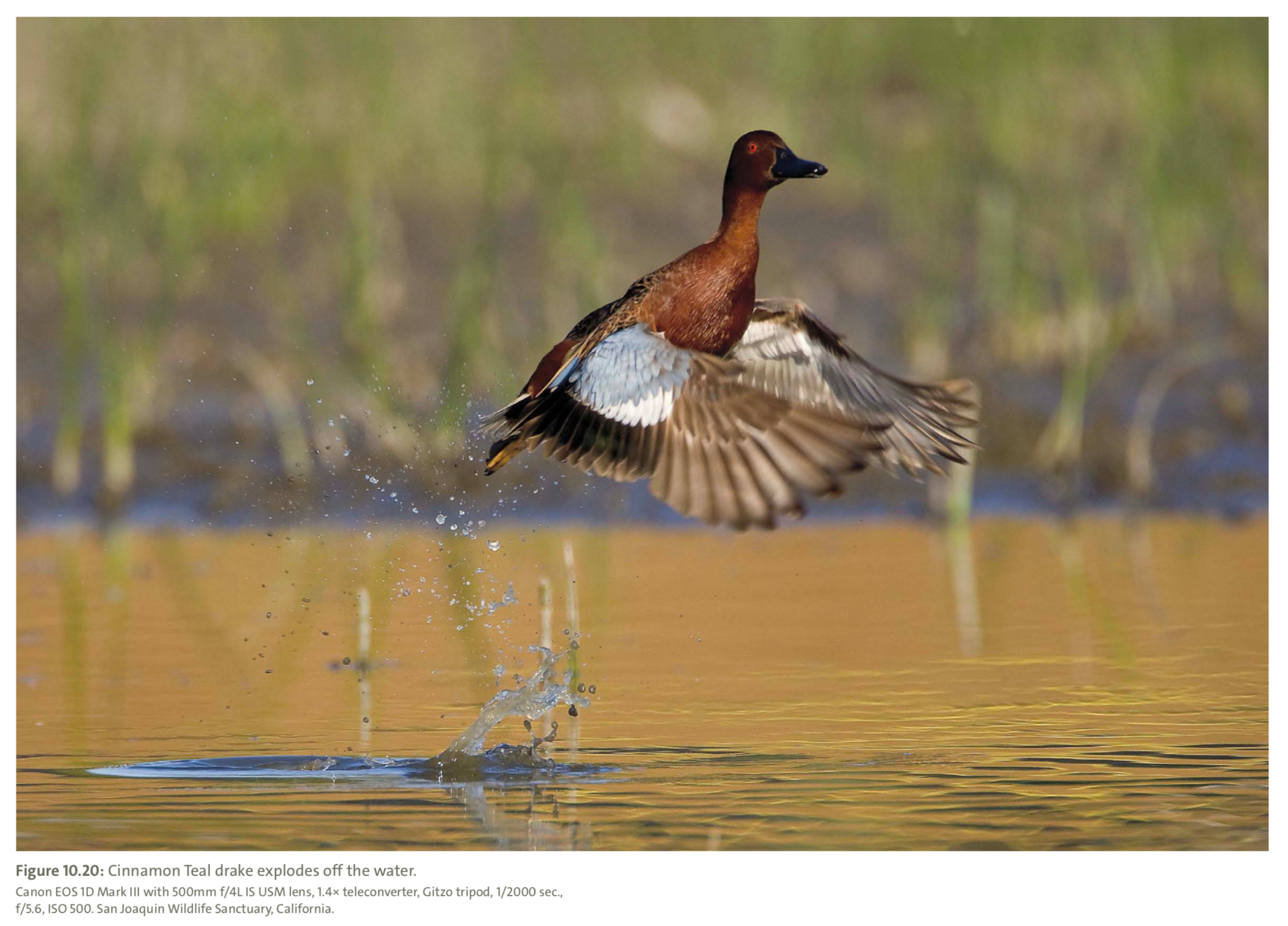 Figure 10.20 from Mastering Bird Photography  Photo: Marie Read
