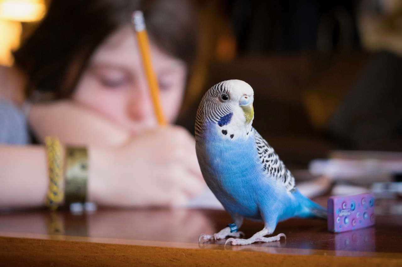 Daisy the Parakeet Camera: Fujifilm X-T1 Shutter speed: 1/40 sec Aperture: f/2.8 ISO: 1600 Photo: Jeff Carlson