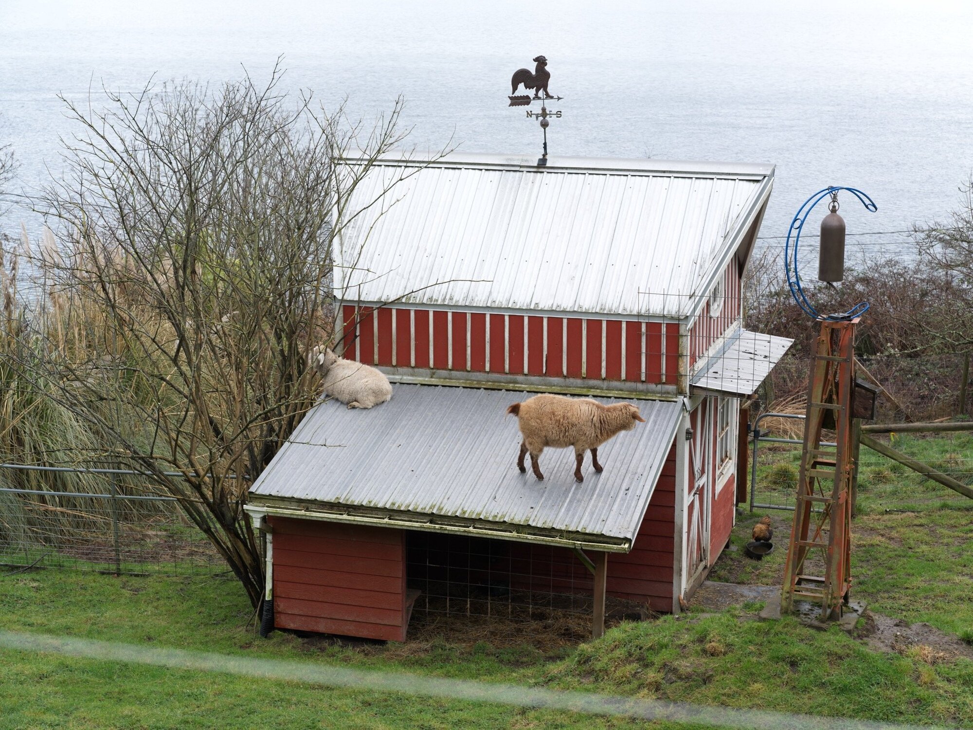 Sheep on a roof. (Photo by Jeff Carlson)