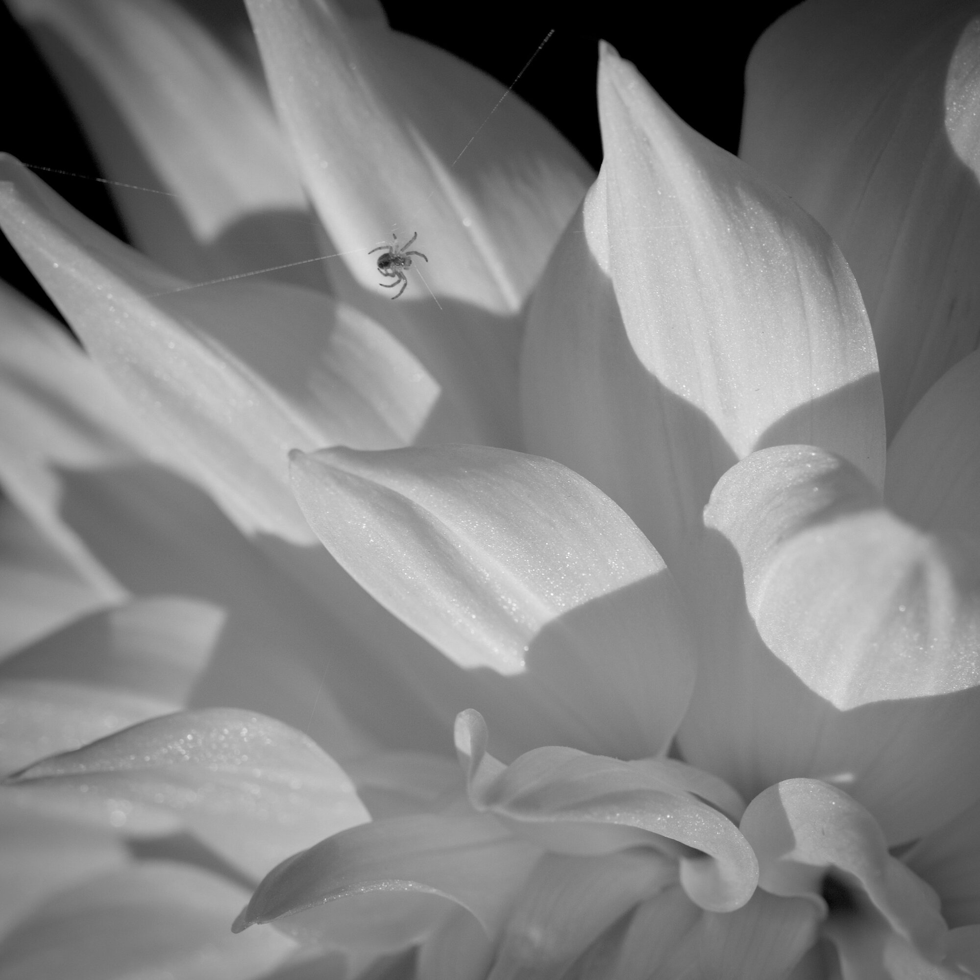 Fujifilm X-T3, Fuji XF60mm f/2.4 R Macro (Photo: Kirk McElhearn)