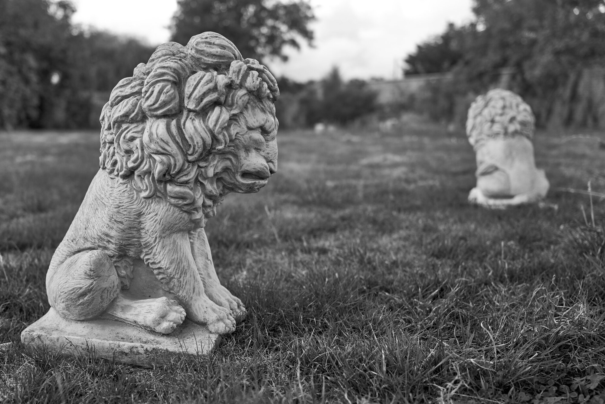 Lions, Kirk’s Original Edit (Photo: Kirk McElhearn)