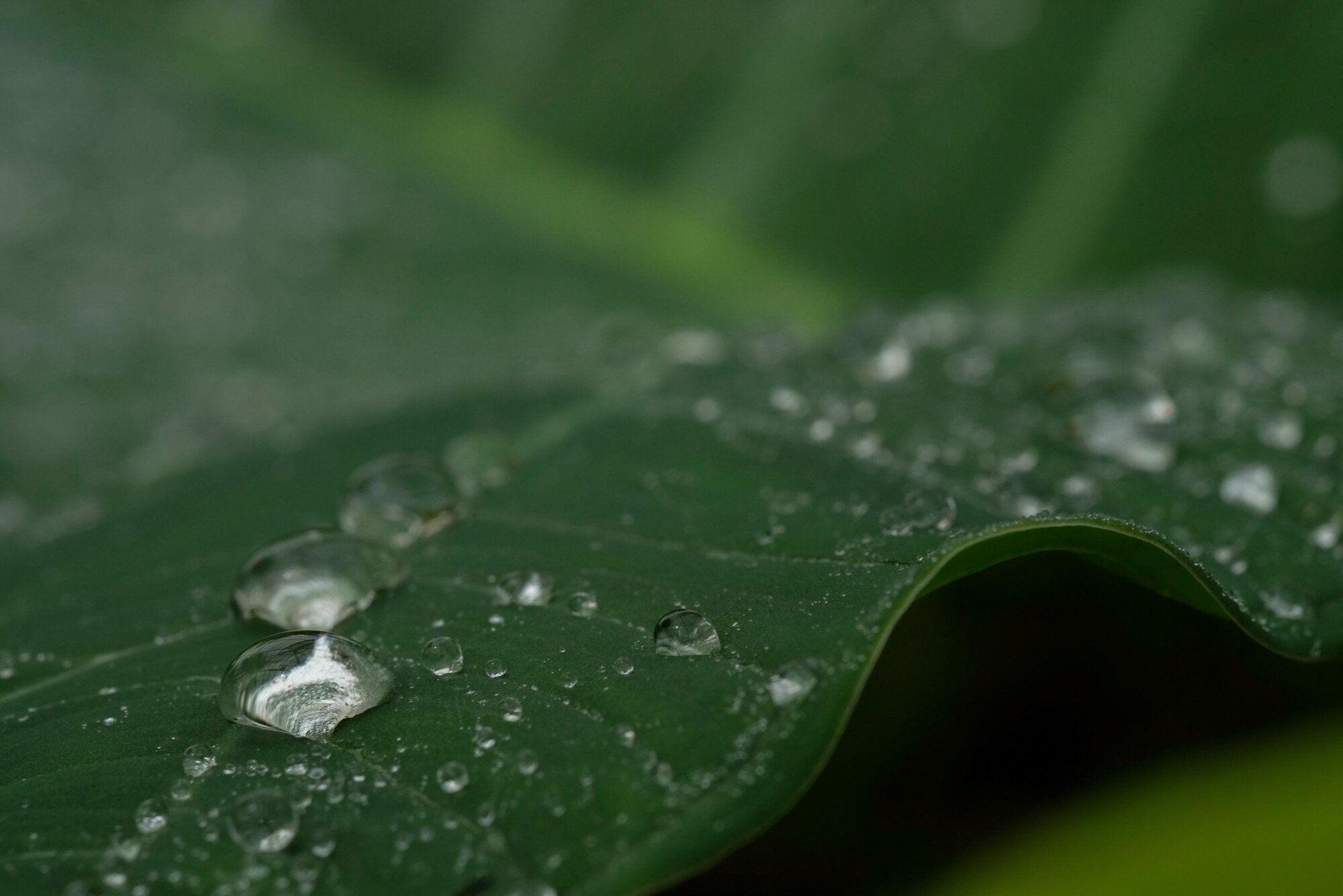 Fujifilm X-T1, Fuji XF60mm f/2.4 R Macro (Photo: Jeff Carlson)