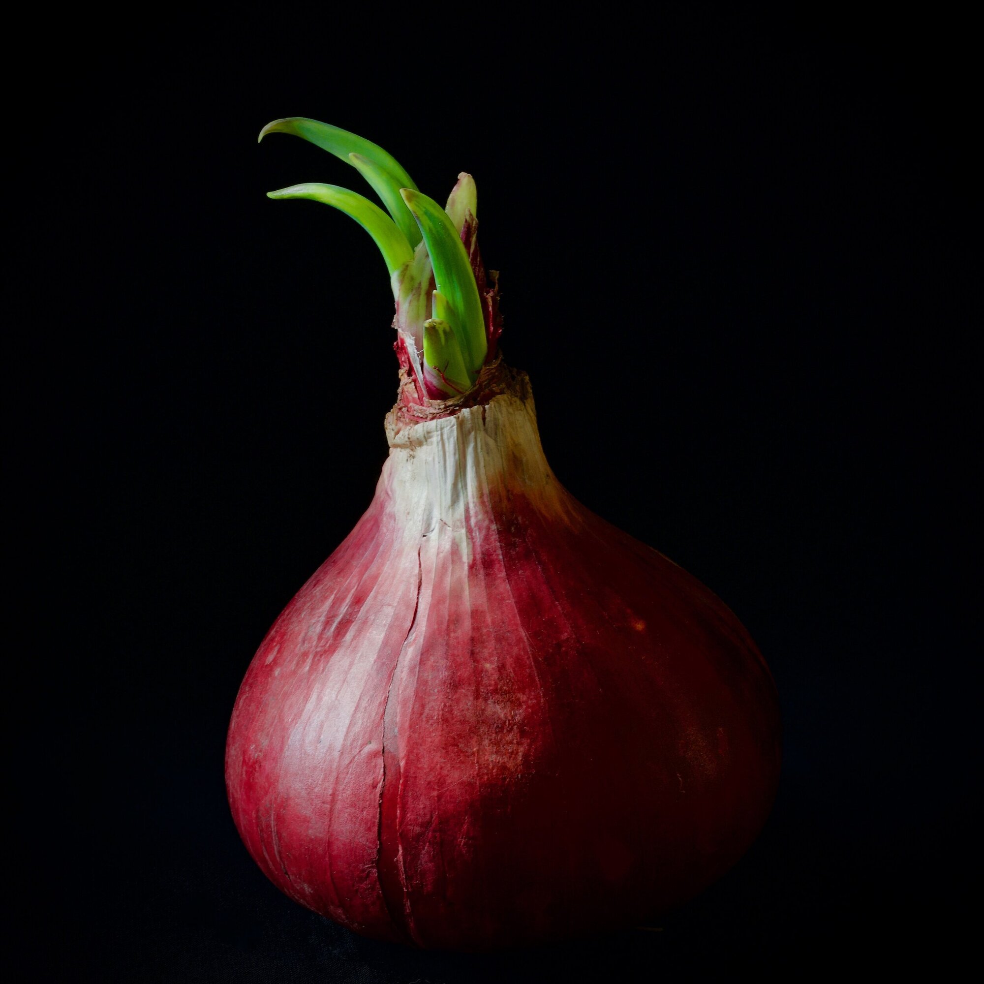 Red Onion Camera: Fujifilm X-T3 Shutter speed: 1.6 sec Aperture: f/11 ISO: 160 Photo: Kirk McElhearn