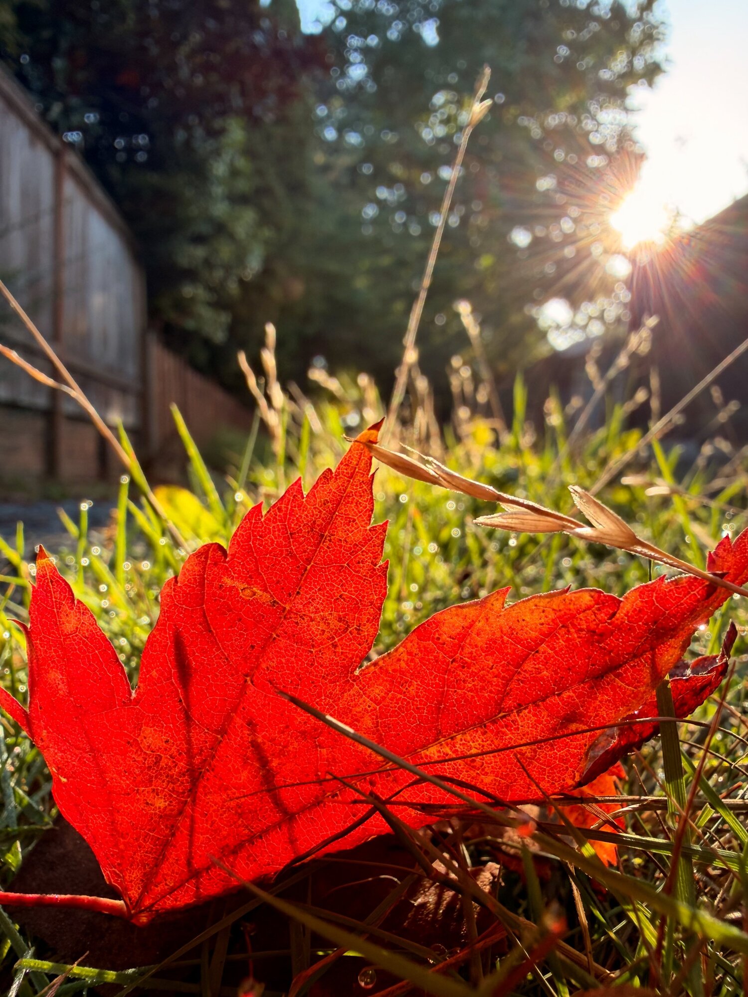 iPhone 17 Pro Macro Mode, 24 megapixels