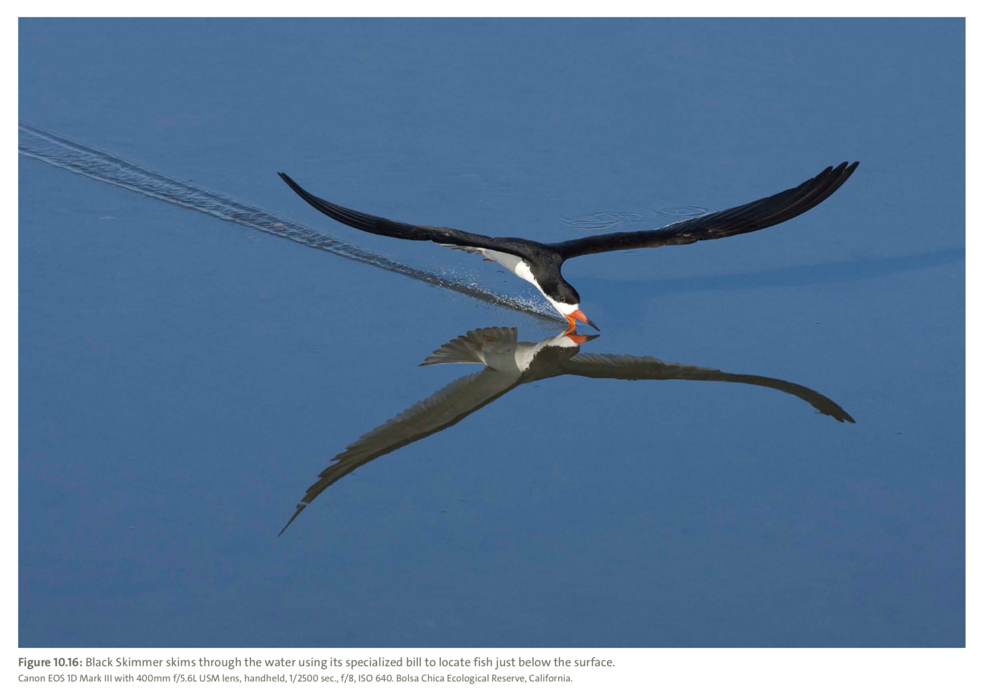 Figure 10.16 from Mastering Bird Photography  Photo: Marie Read