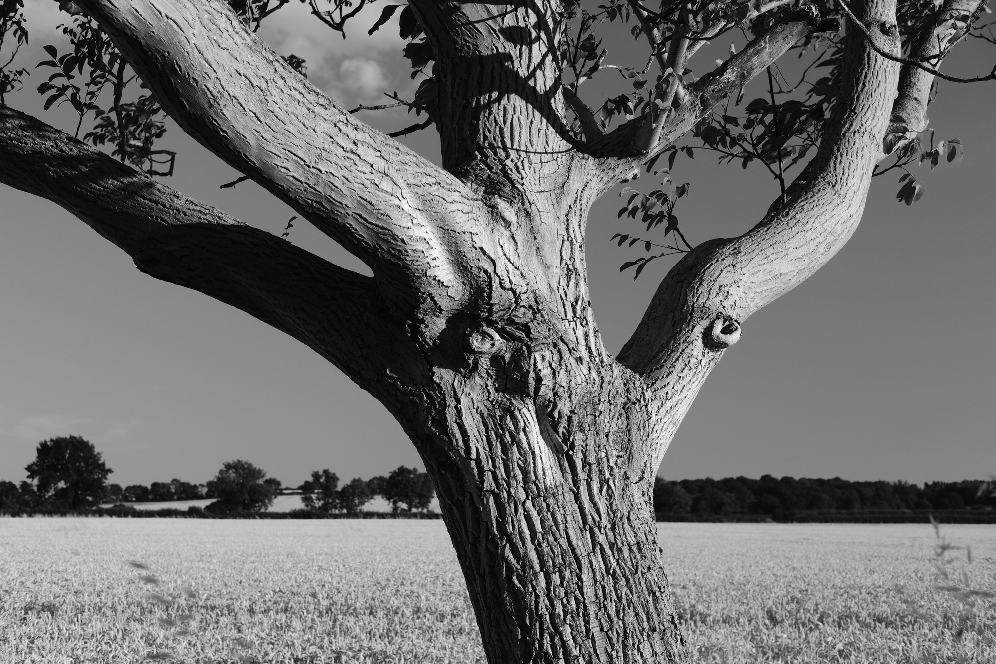 Acros.