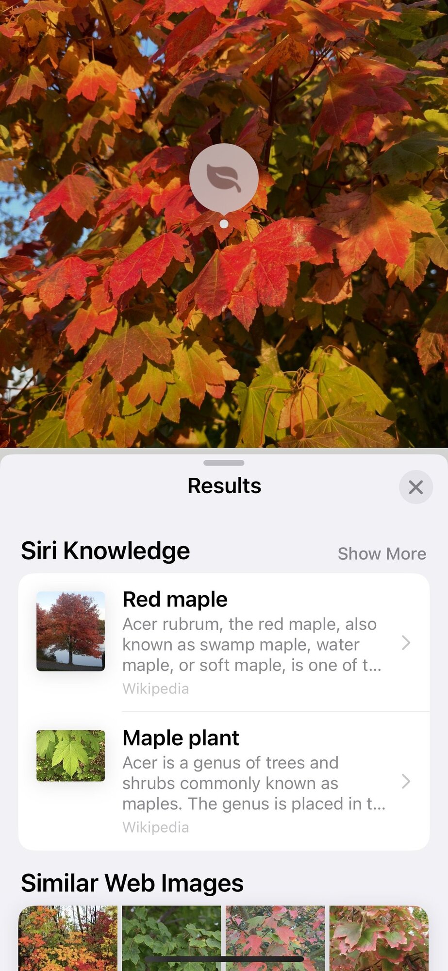 Identify plant species in the Photos app on iPhone.