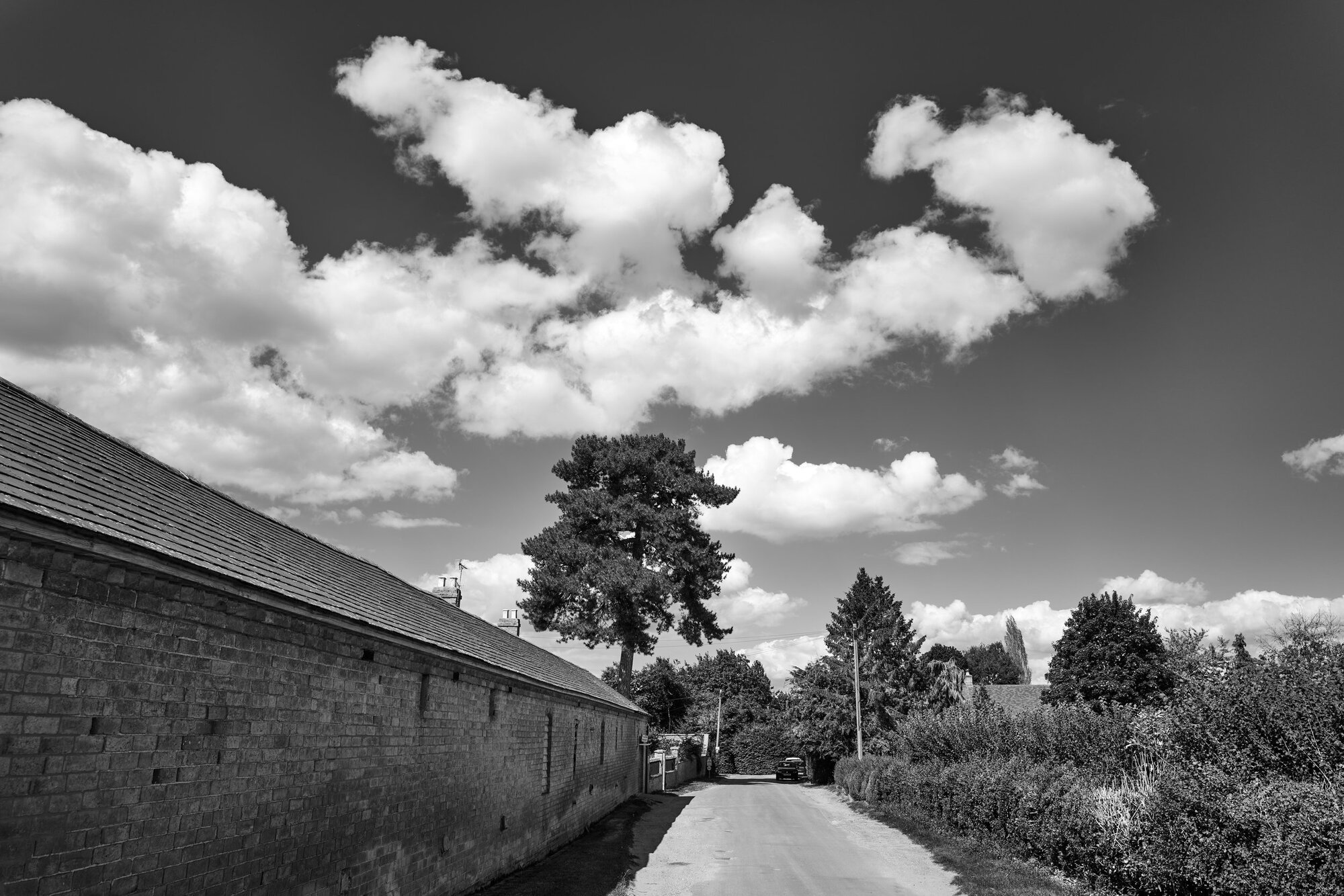 Road and Tree, edited (Photo by Kirk McElhearn)