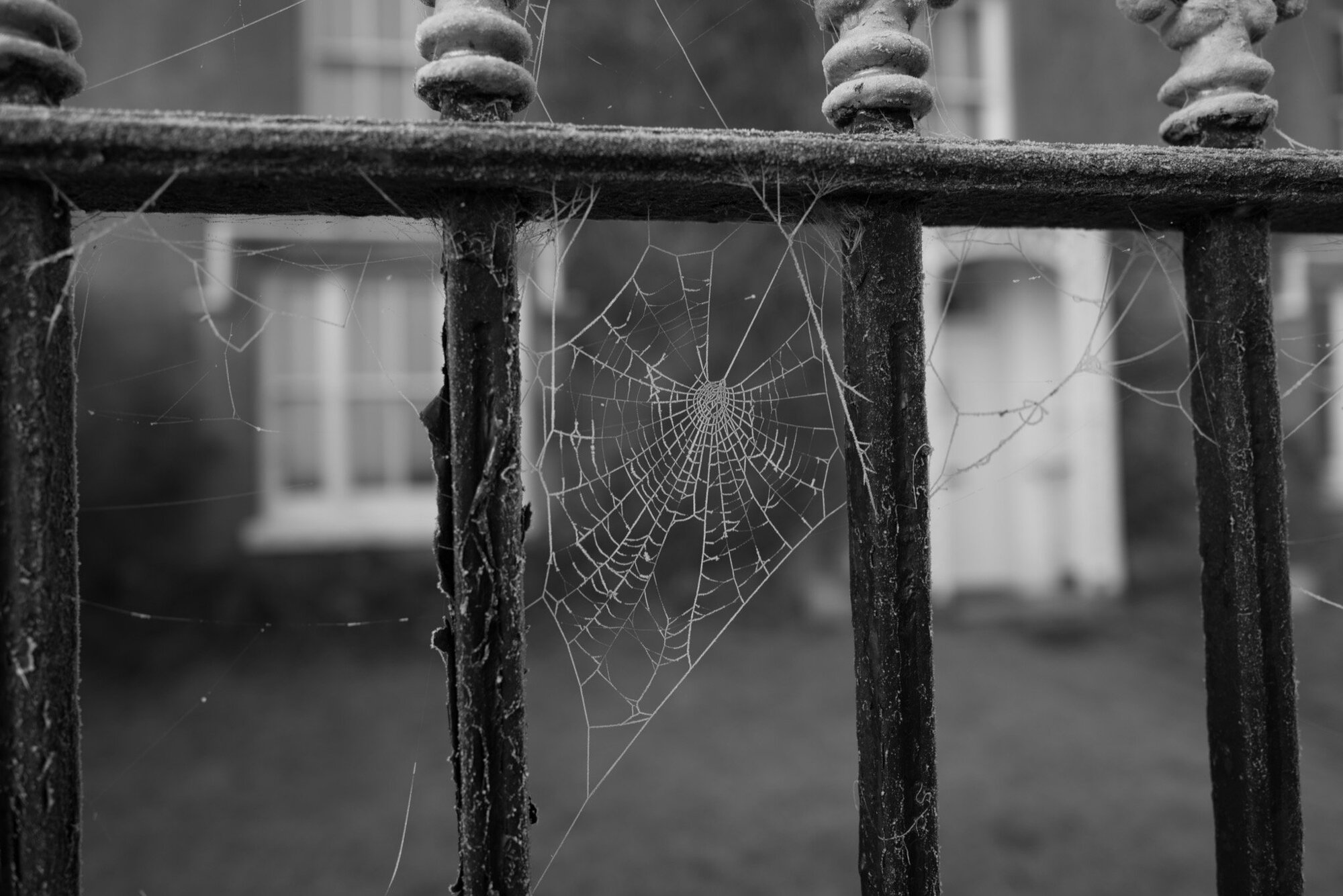 Original spider web photo