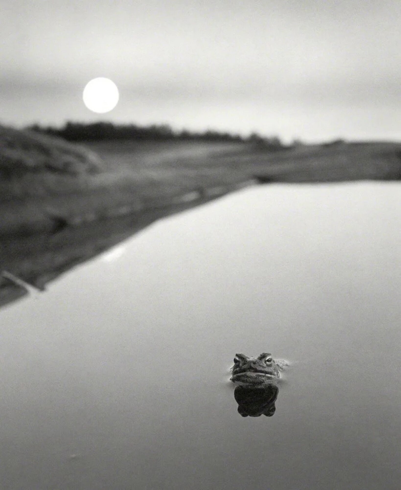 Sammallahti, Pentti: Ristisaari, Finland (Frog in Water), 1974