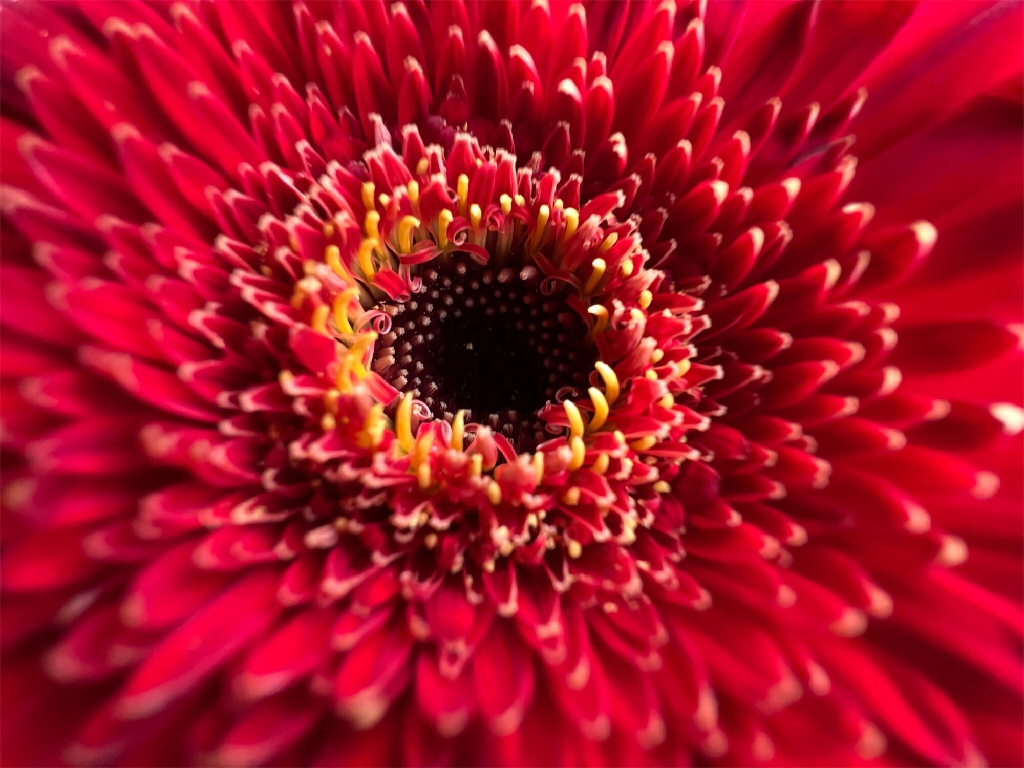 Macro mode (Source: Apple)