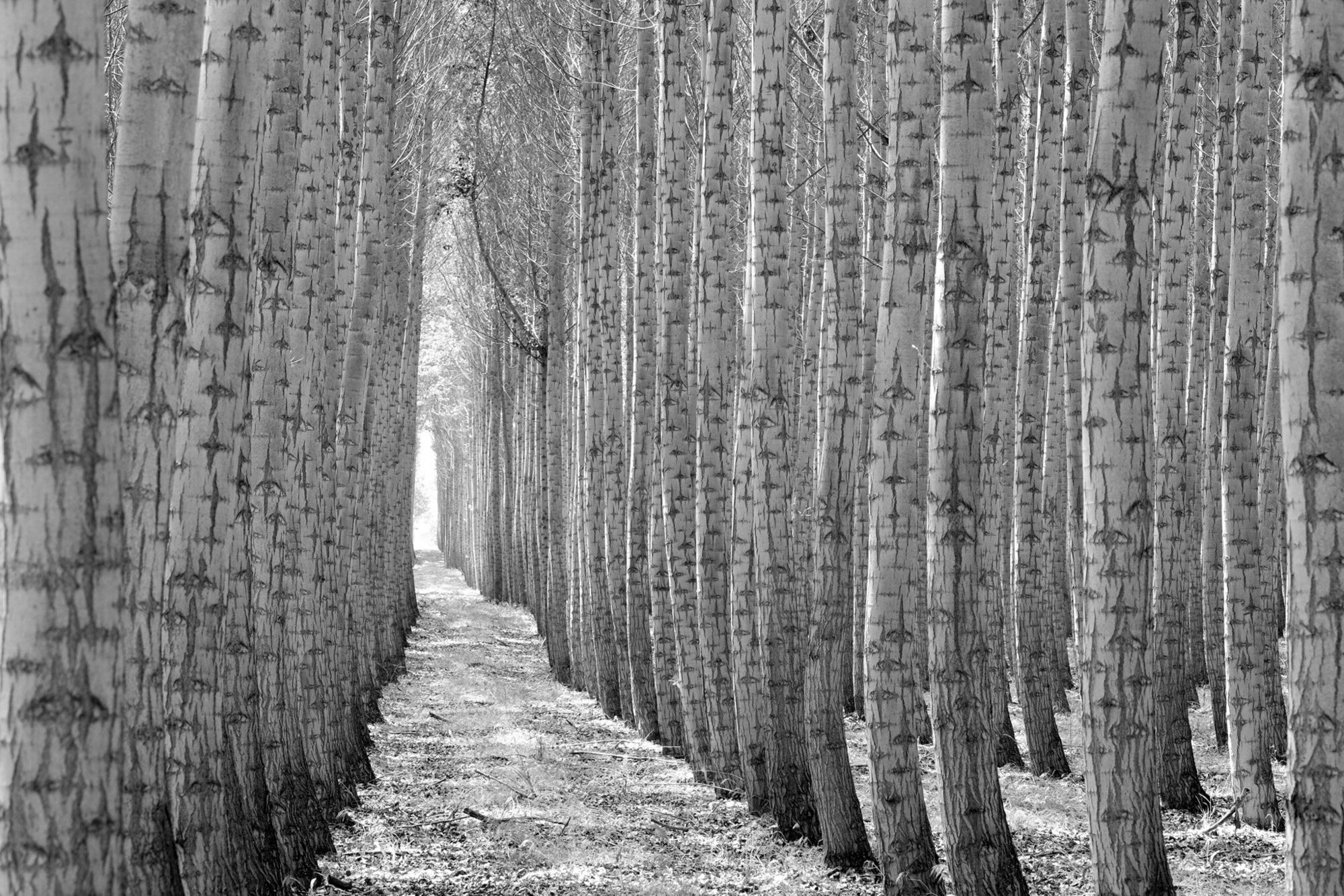 Boardman Tree Farm Camera: Fujifilm X-T1 Shutter speed: 1/15 sec Aperture: f/10 ISO: 200 Photo: Jeff Carlson
