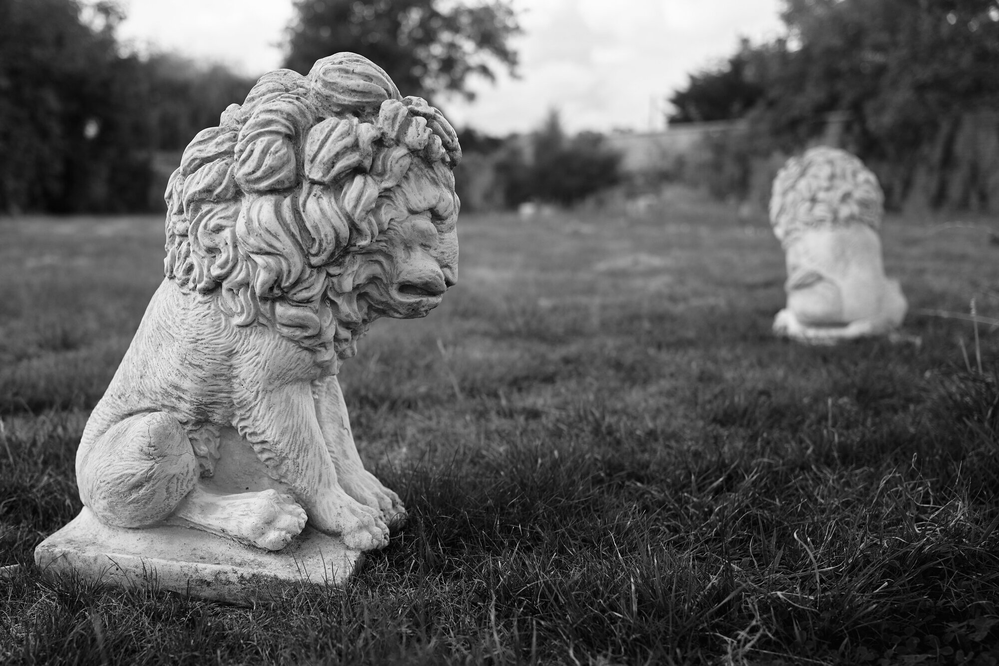 Lions, Tri-X Style (Photo: Kirk McElhearn)