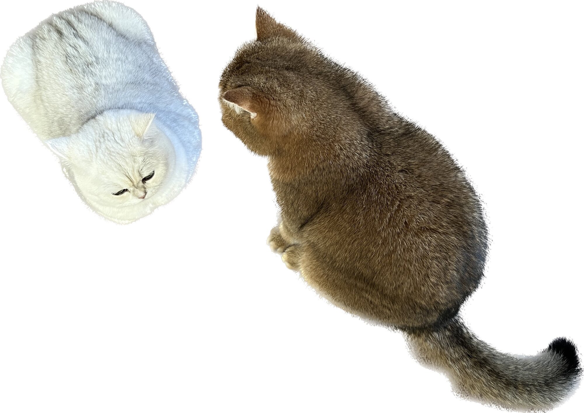 Photos did an acceptable job of getting the texture of the cats’ fur.