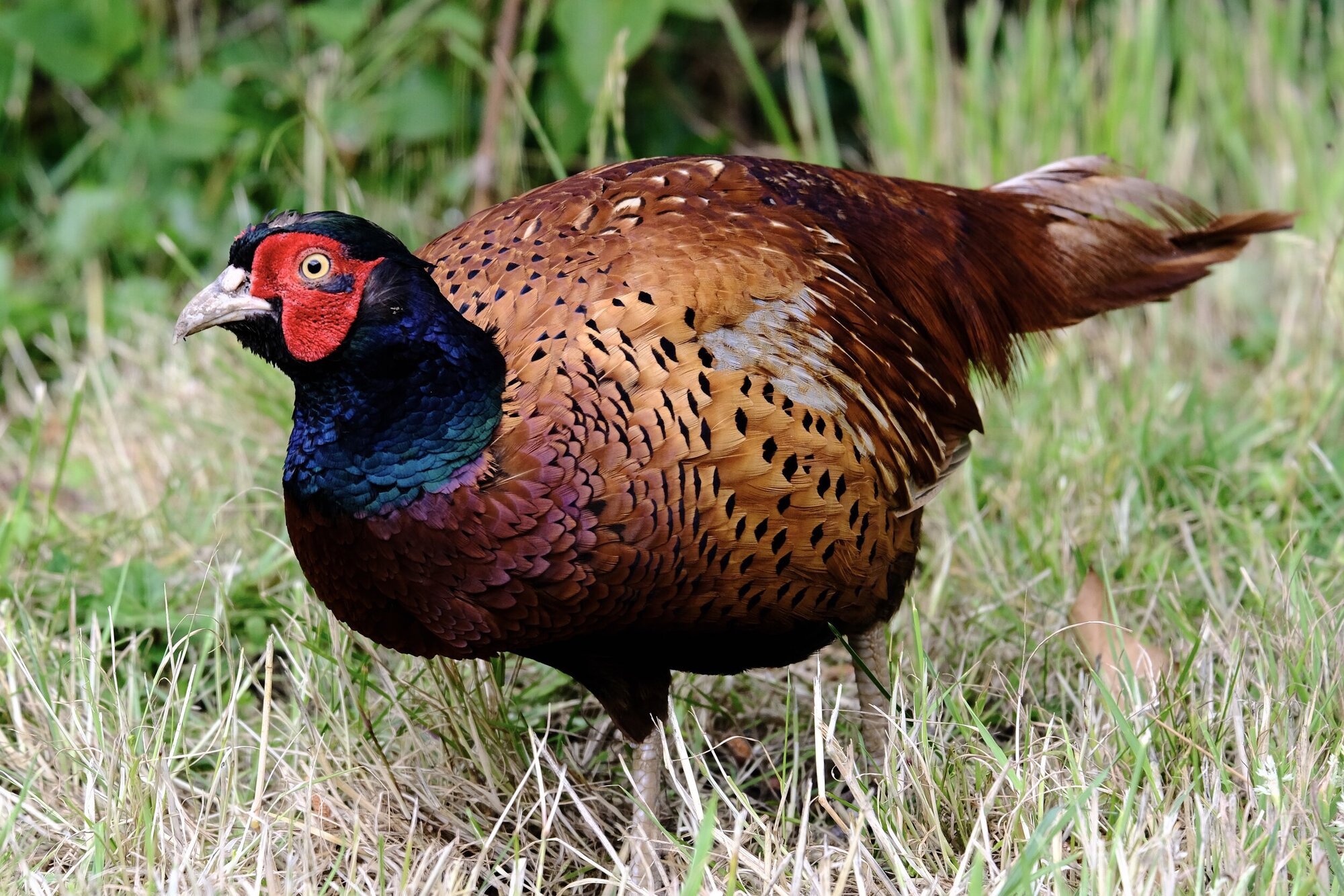 Pheasant shot using Kirk’s Fujinon 55-200mm Lens
