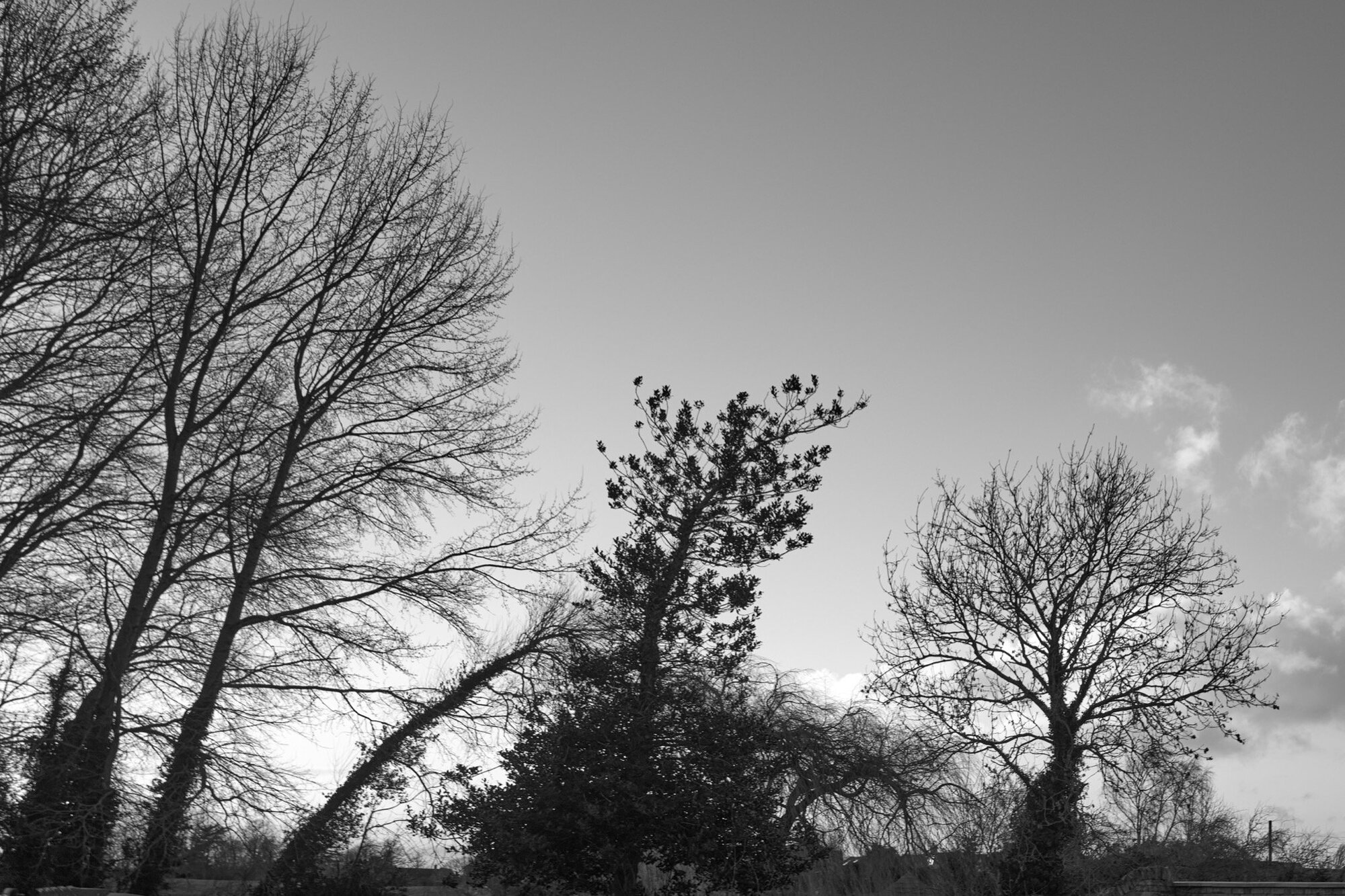 Alder Trees, Kirk McElhearn