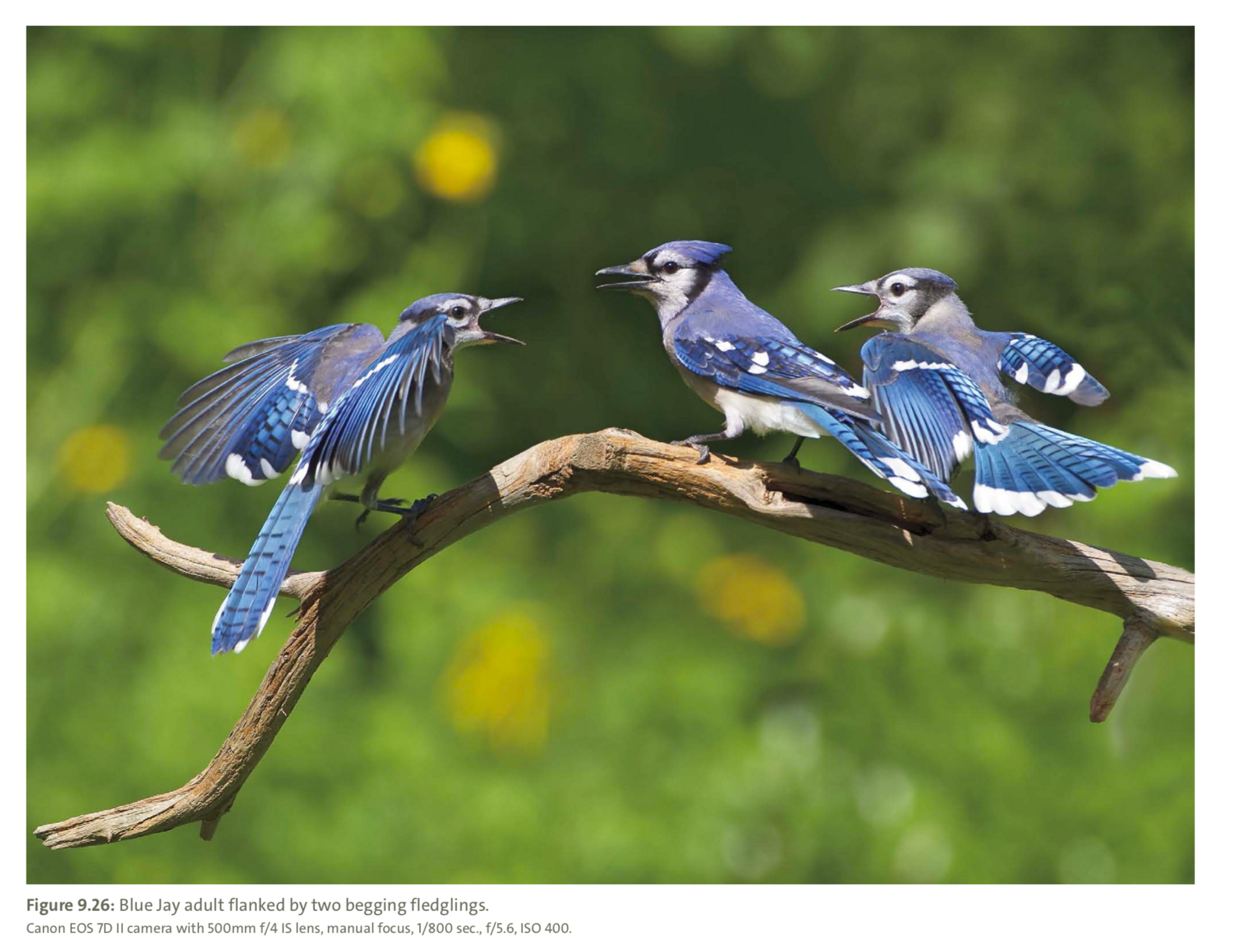Figure 9.26 from Mastering Bird Photography  Photo: Marie Read