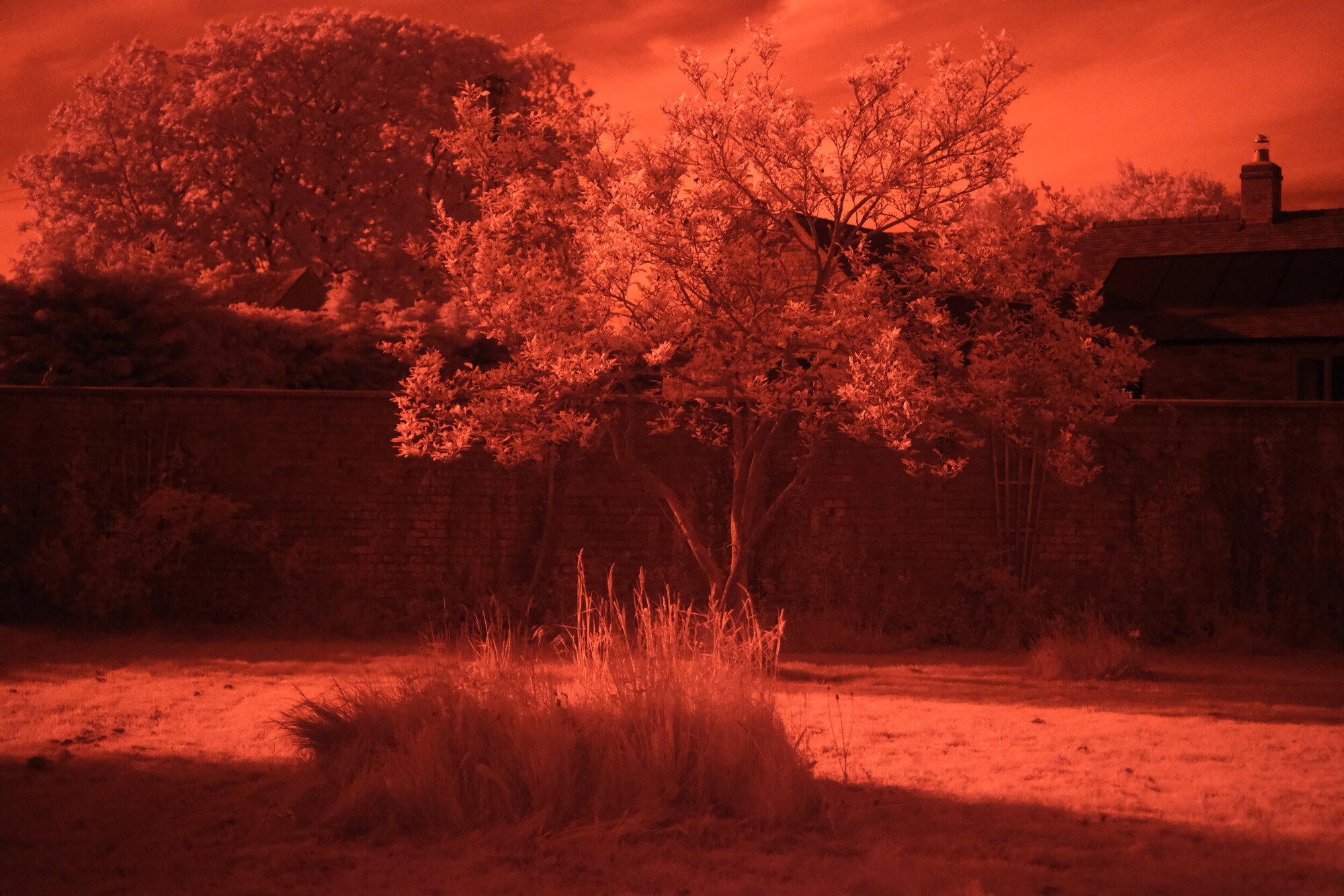 Photo Shot with Infrared Filter, Red, photo by Kirk McElhearn