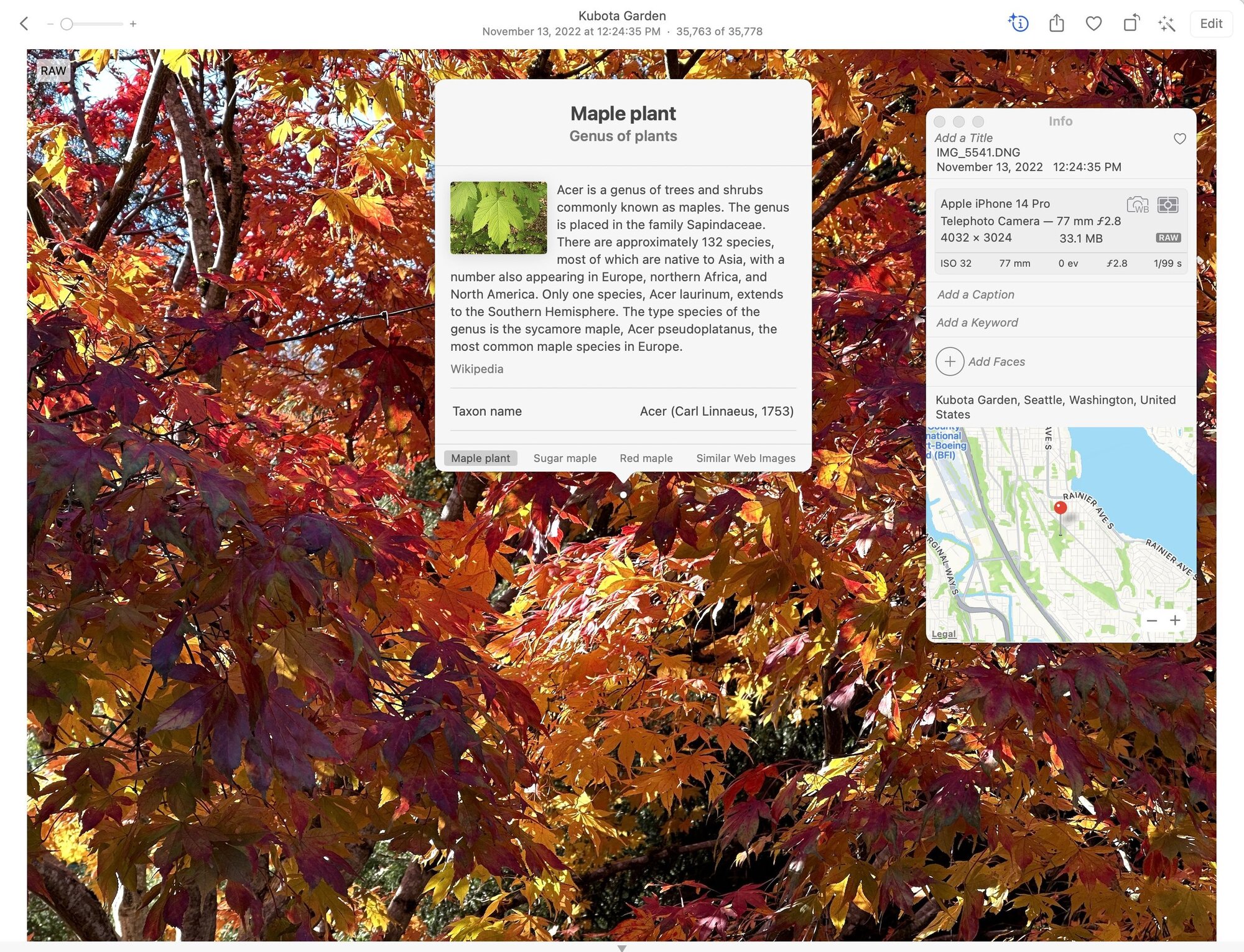 Plant identification in Photos for Mac.