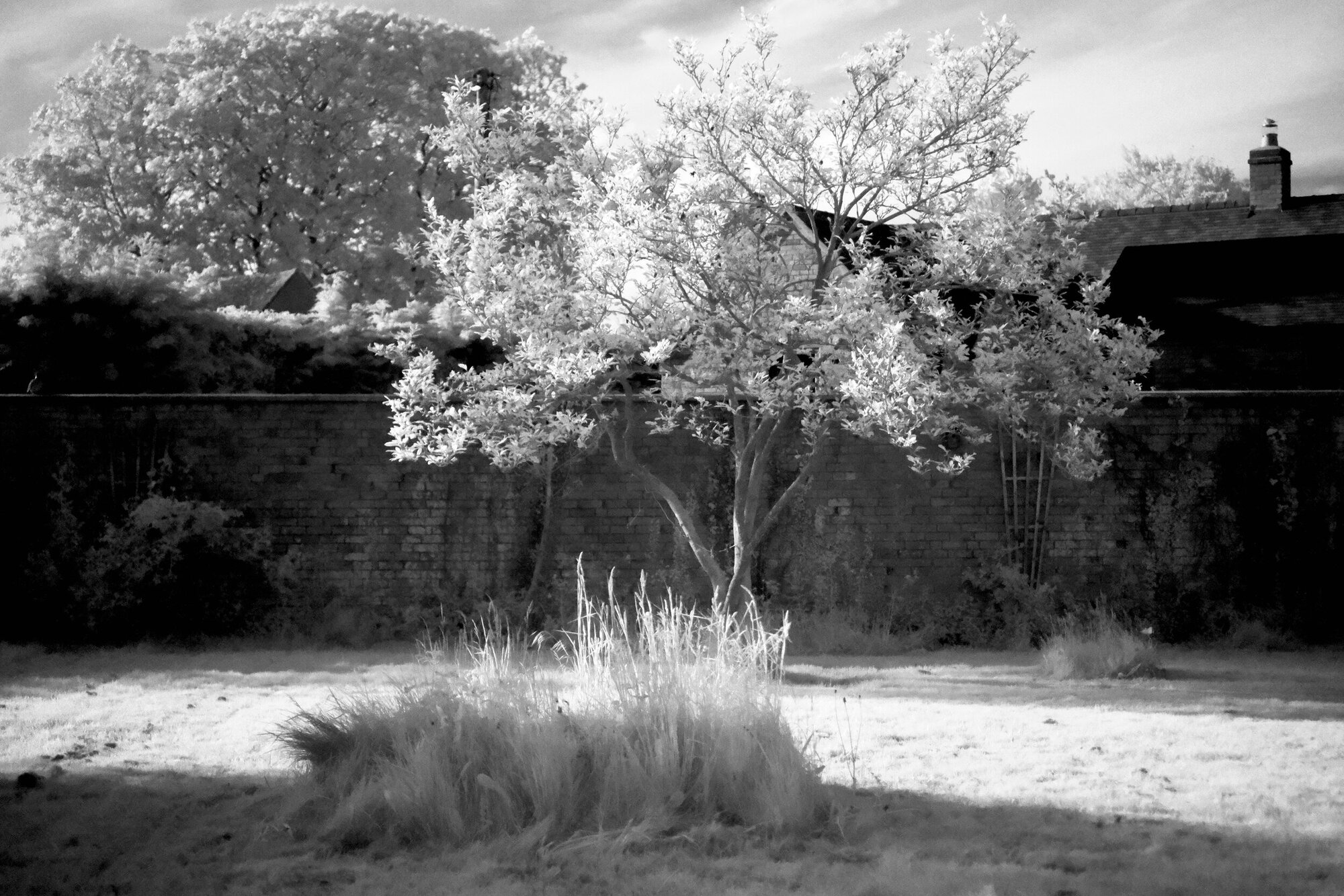 Photo Shot with Infrared Filter, Black and White, photo by Kirk McElhearn