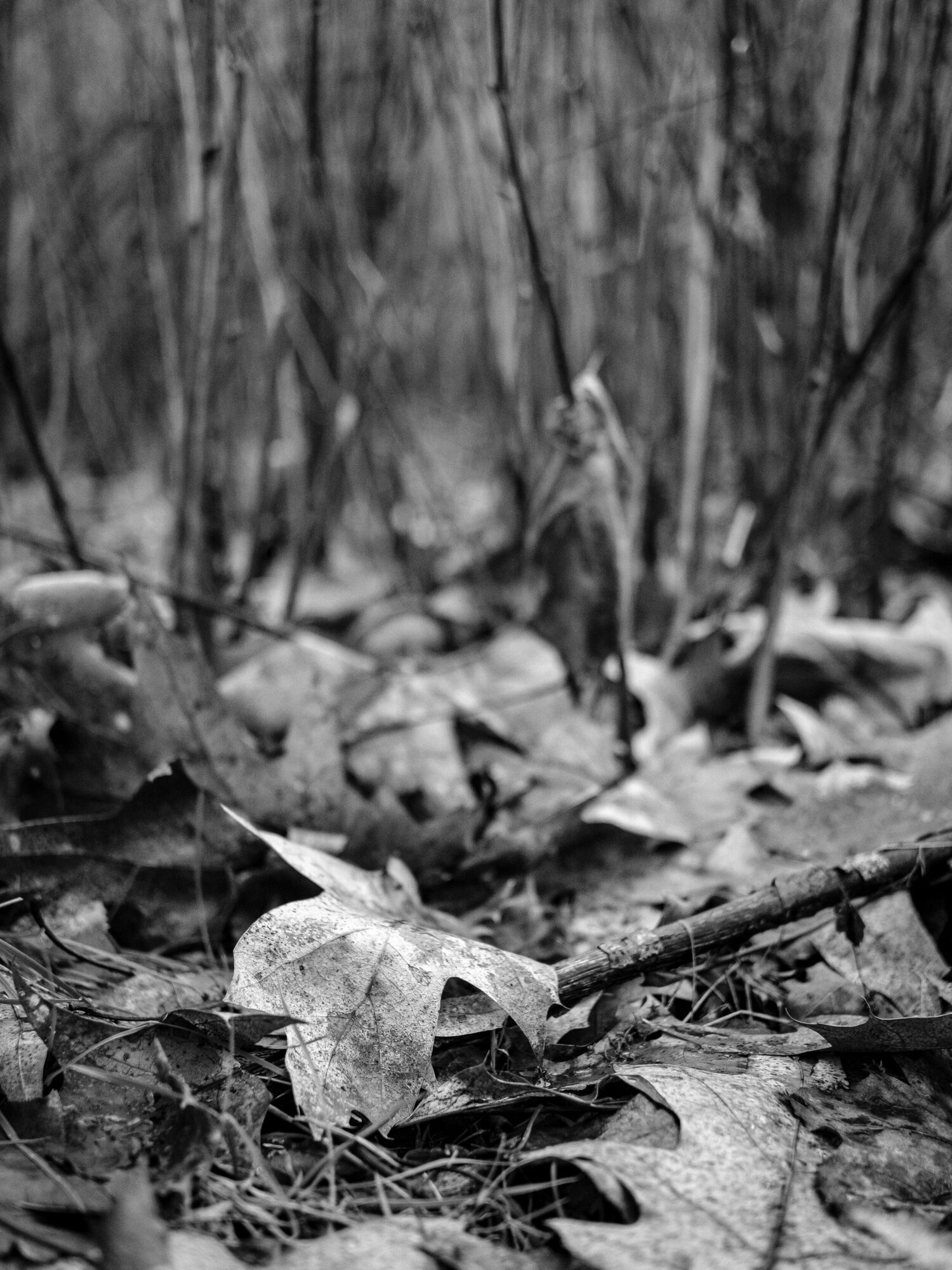 Leaves Camera: Fujifilm X-T3 Lens: Fujifilm XF 27mm f/2.8 Shutter speed: 1/125 sec Aperture: f/2.8 ISO: 640 Photo: Jeff Carlson