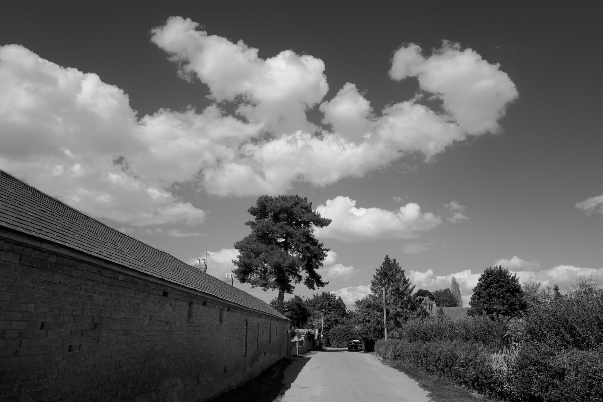 Road and Tree, original (Photo by Kirk McElhearn)