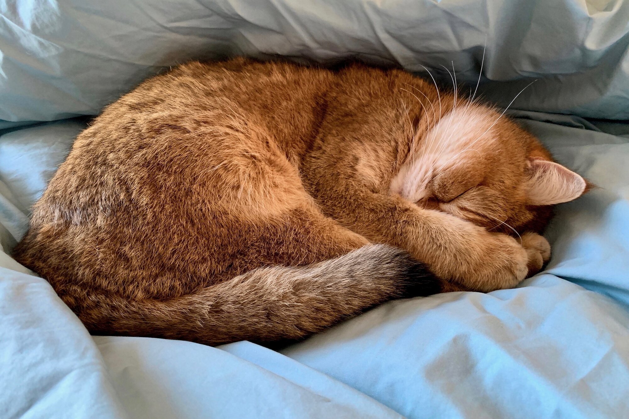 Titus  Camera: iPhone XS Max Shutter speed: 1/48 sec Aperture: f/1.8 ISO: 400 Photo: Kirk McElhearn