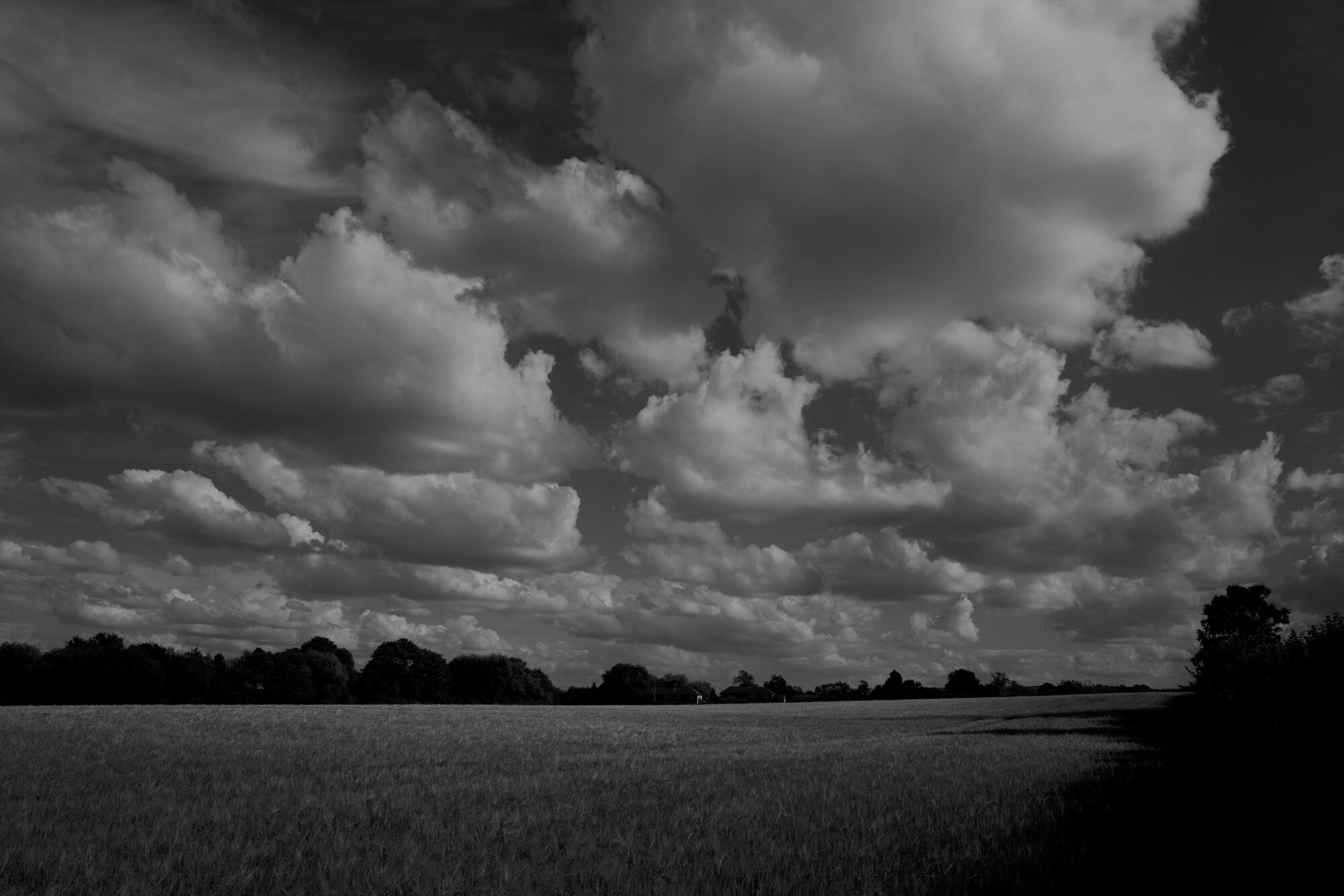 Original Barley Field, underexposed (Photo by Kirk McElhearn)