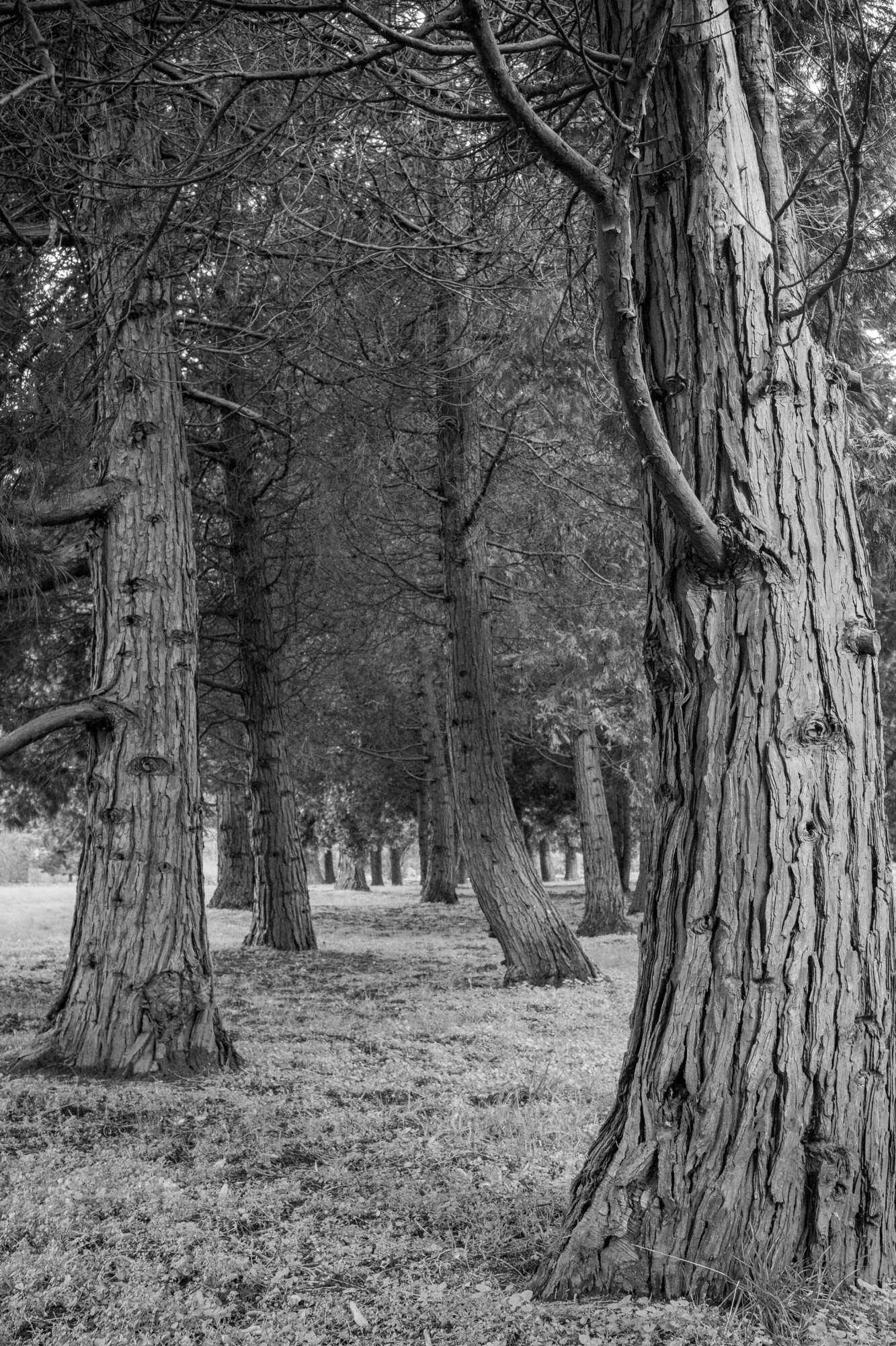 Trees (Black and White edit) Camera: Fujifilm X-T3 Lens: Fujifilm XF 27mm f/2.8 Shutter speed: 1/80 sec Aperture: f/7.1 ISO: 1600 Photo: Jeff Carlson