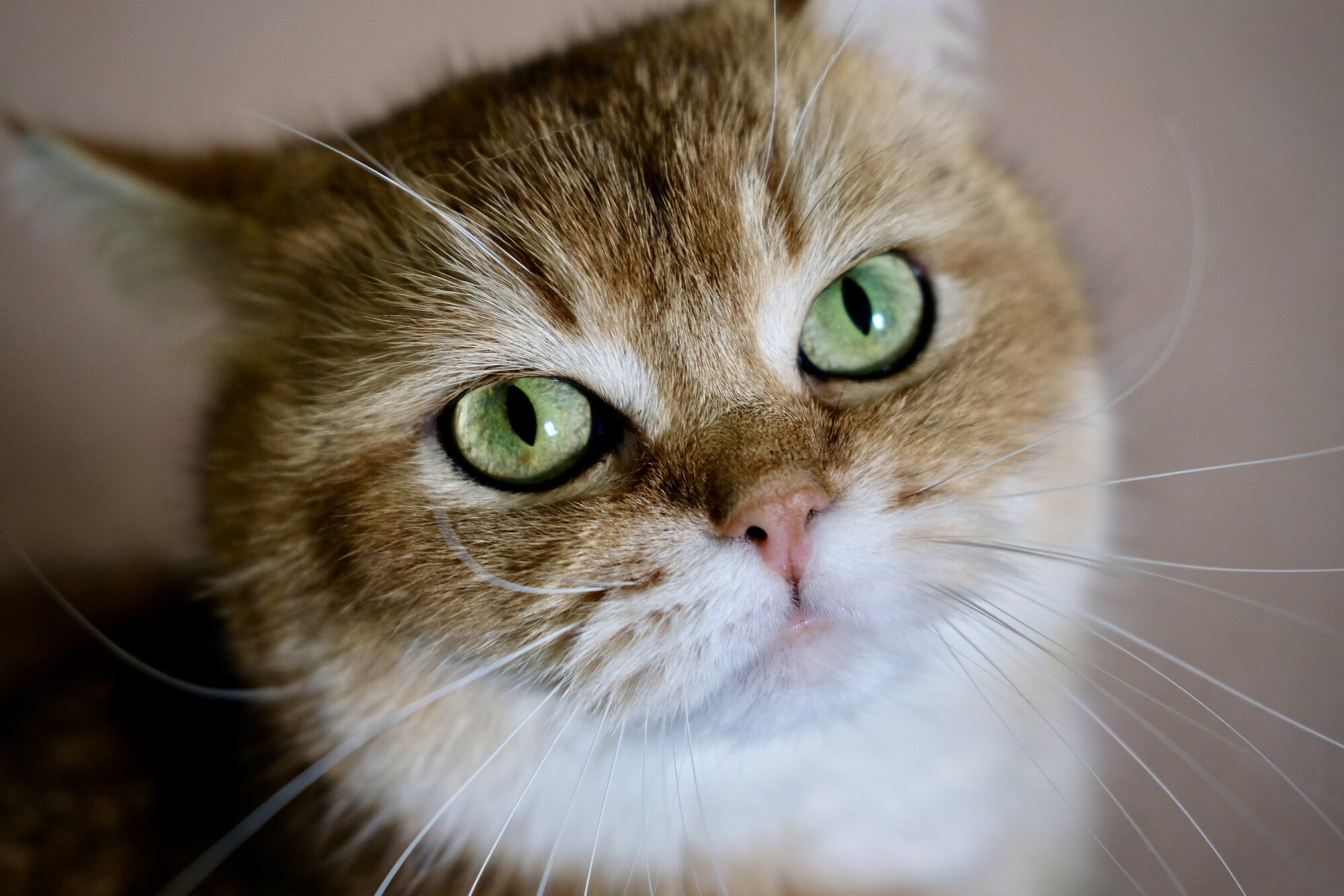 Actual bokeh produced by a fast lens.
