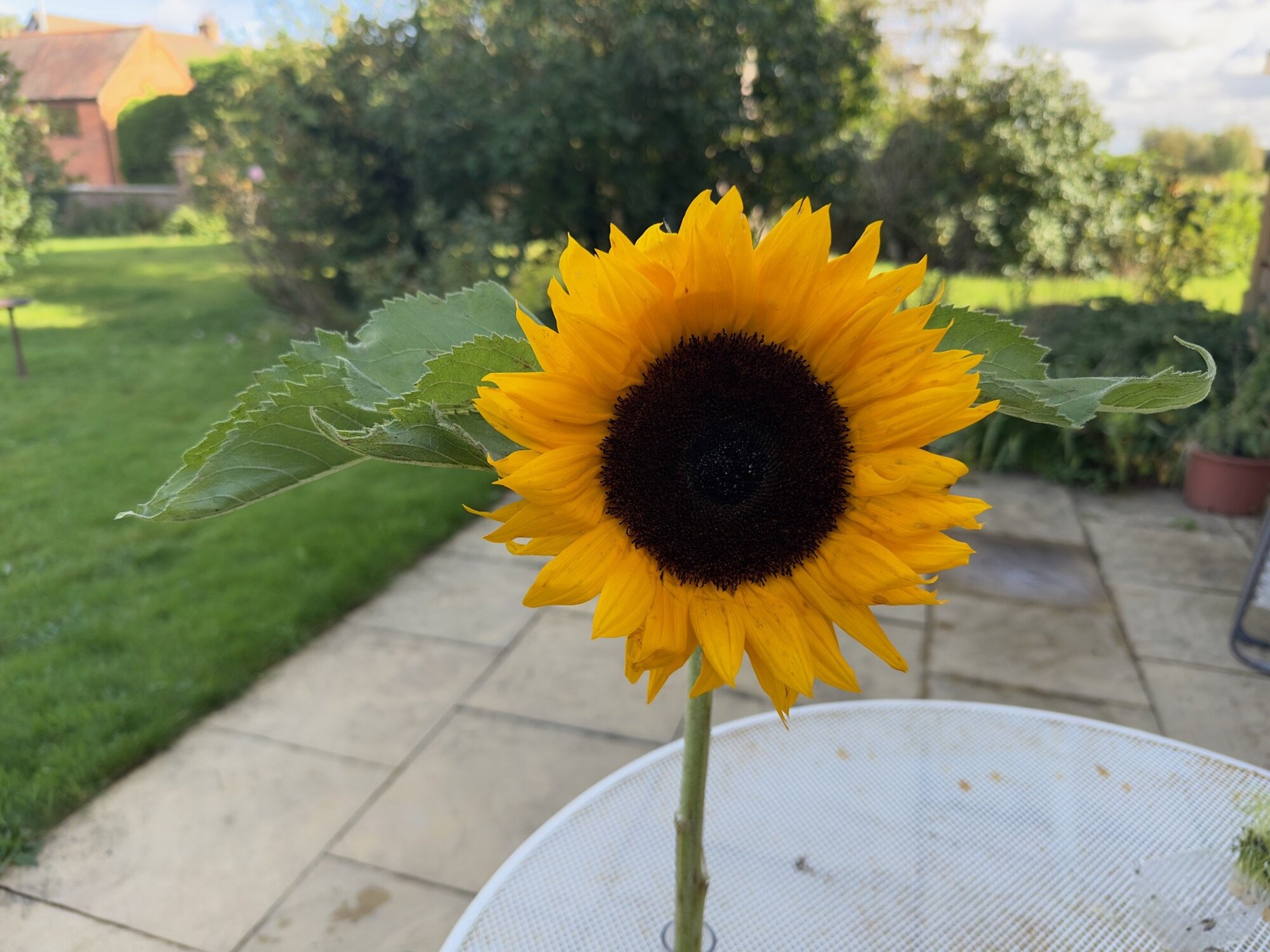 Sunflower captured using iPhone 14 Pro.