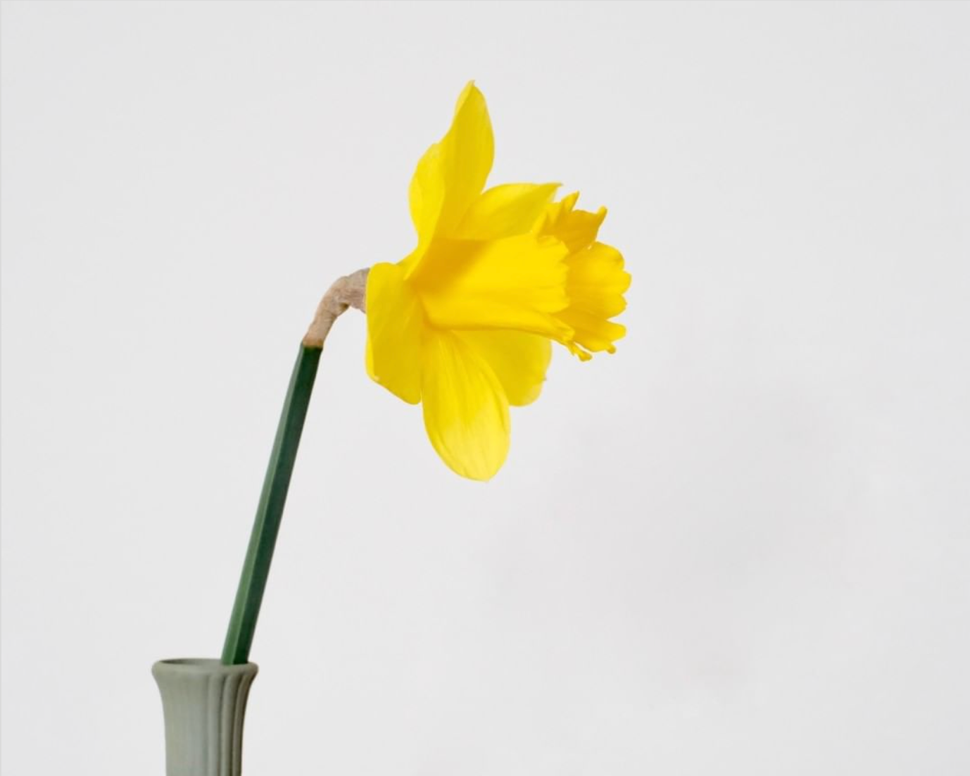 A yellow daffodil in a vase, on Instagram
