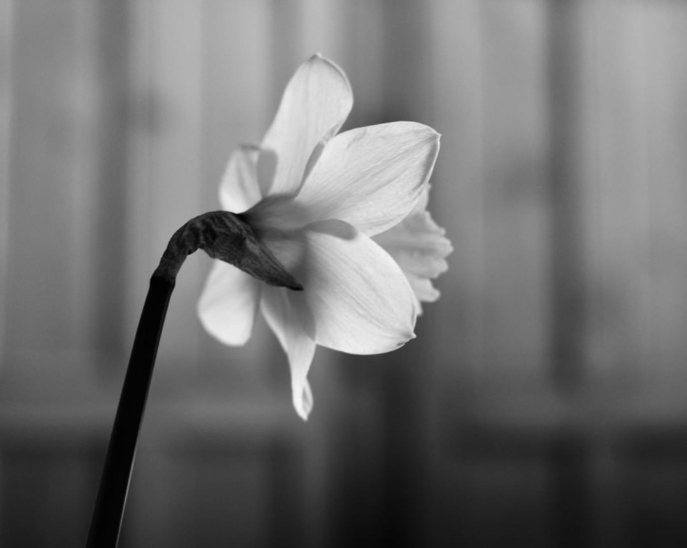 A daffodil in black and white, on Instagram