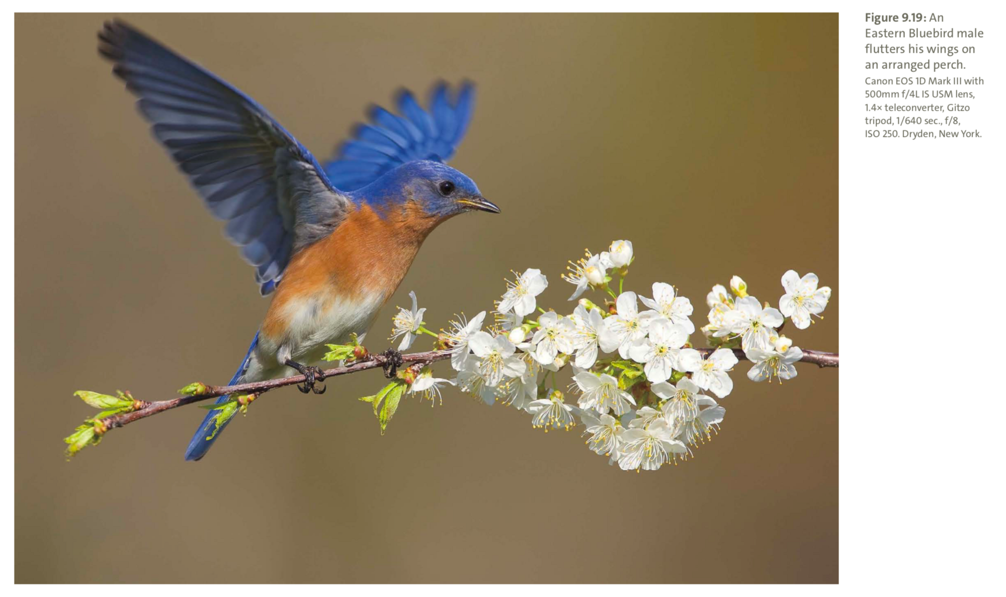 Figure 9.19 from Mastering Bird Photography  Photo: Marie Read