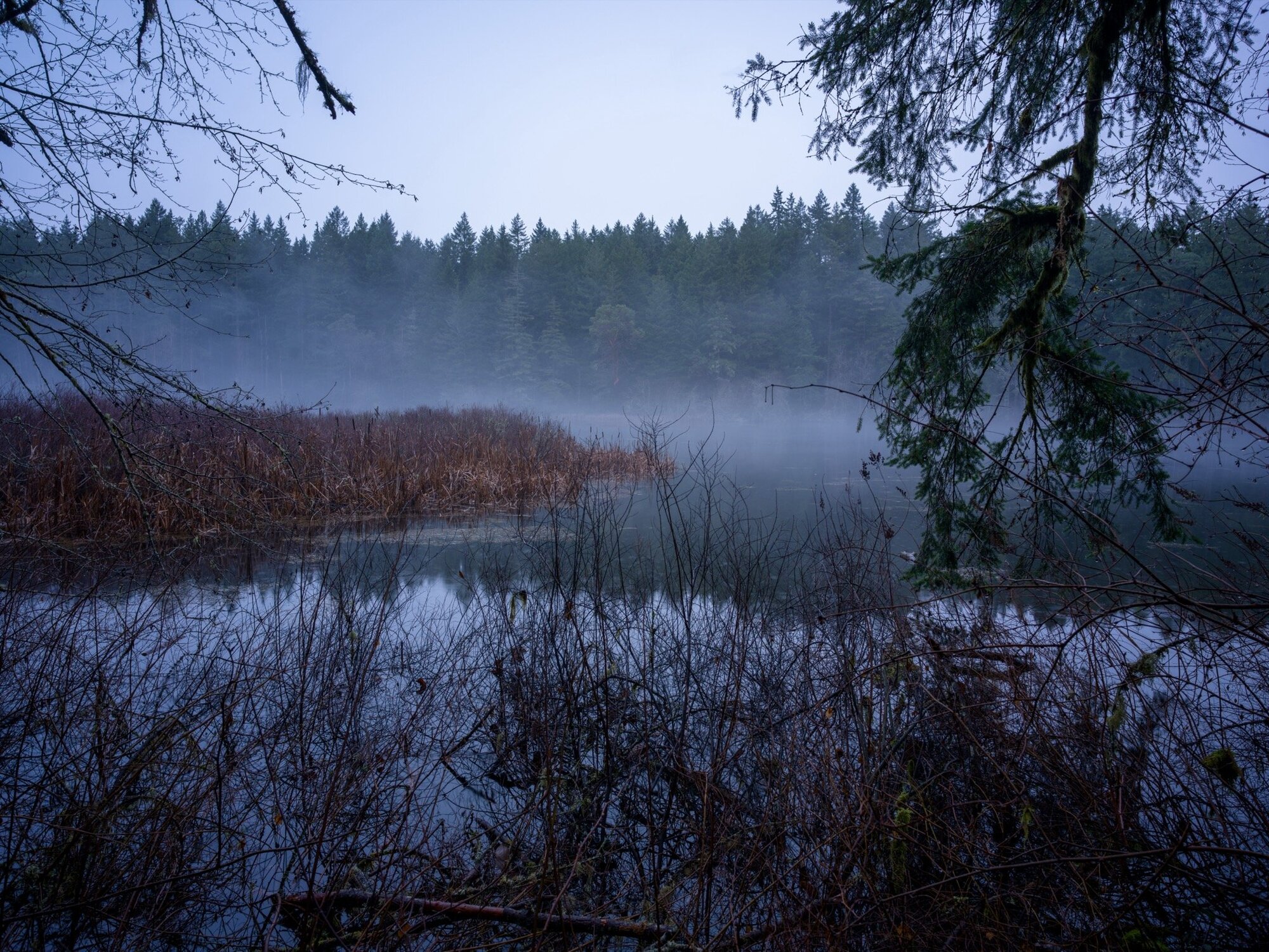 A foggy pond at twilight. (Photo by Jeff Carlson)